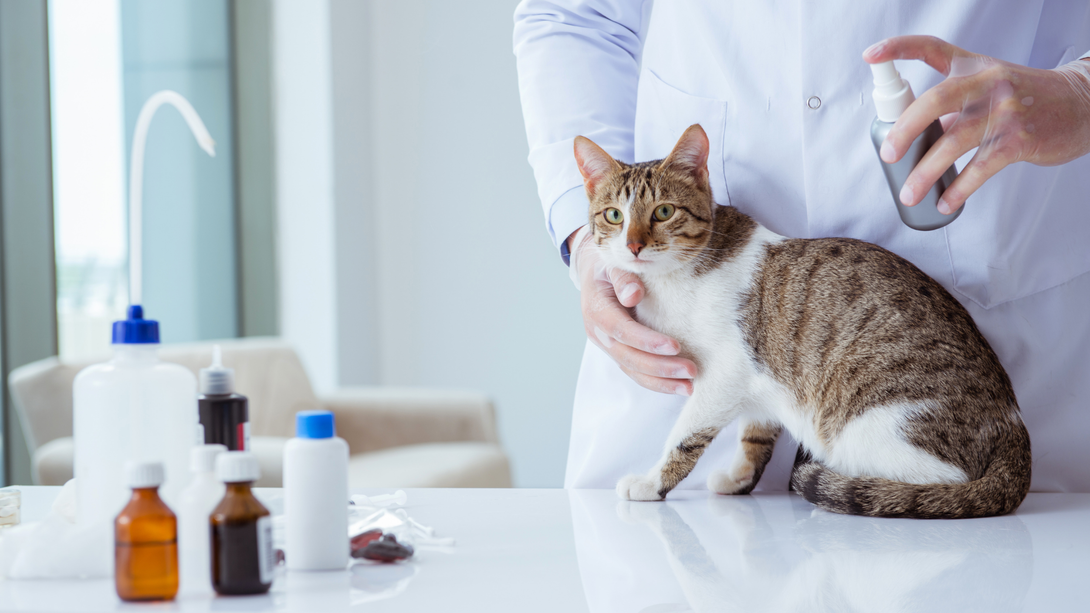 Topical Flea Prevention Products as Suggested by Your Veterinarian