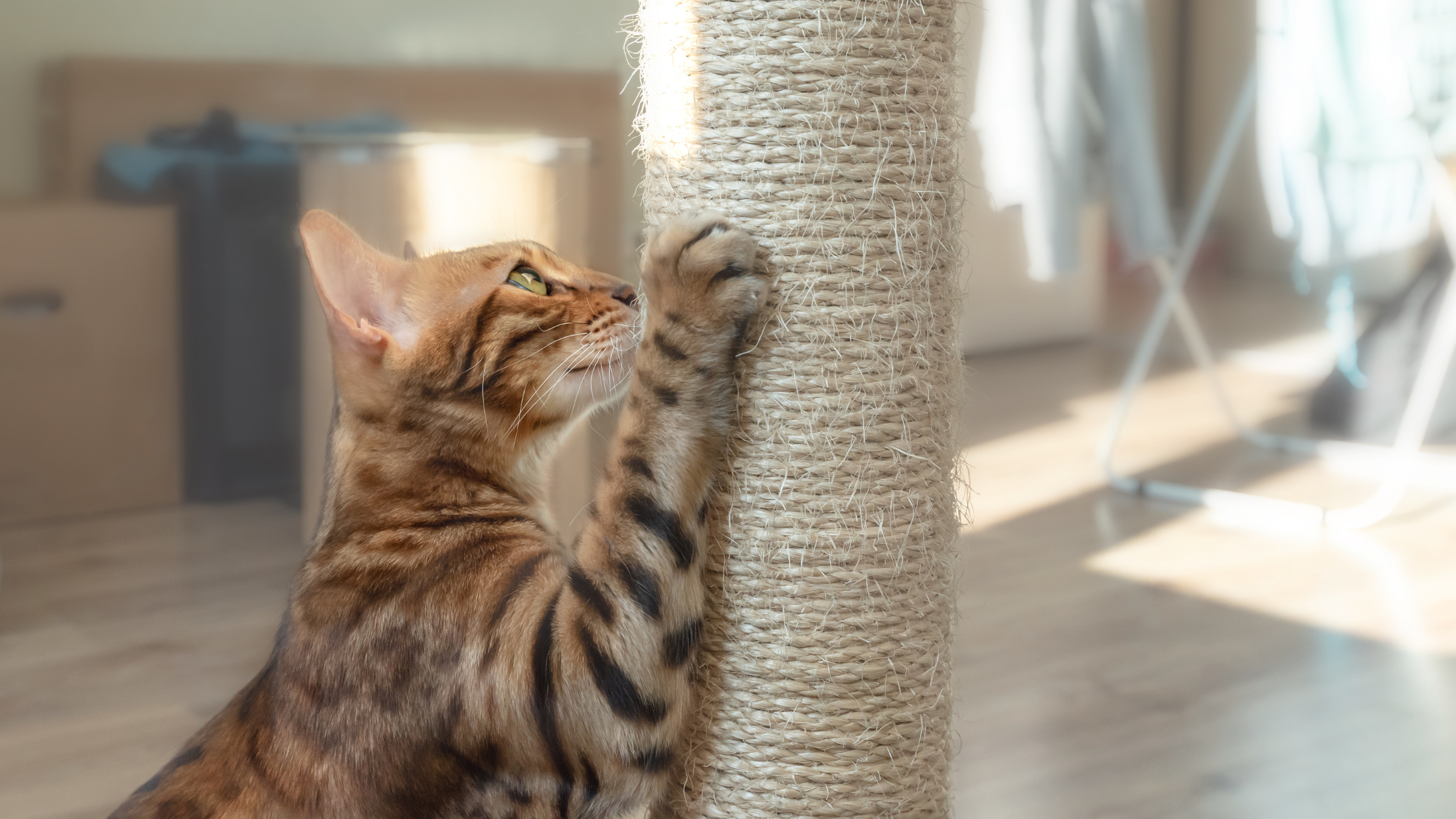 a bengal cat scratching a sisal post