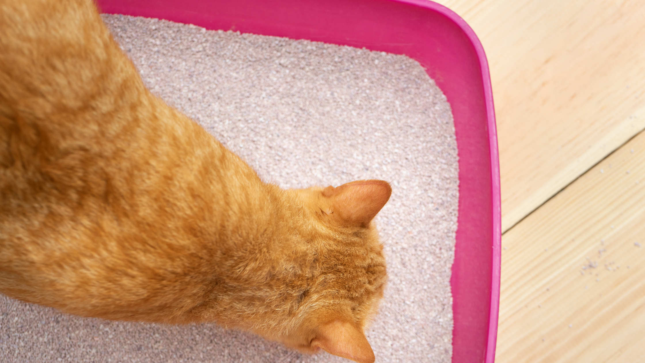 a ginger cat inside a pink litter box taken from above