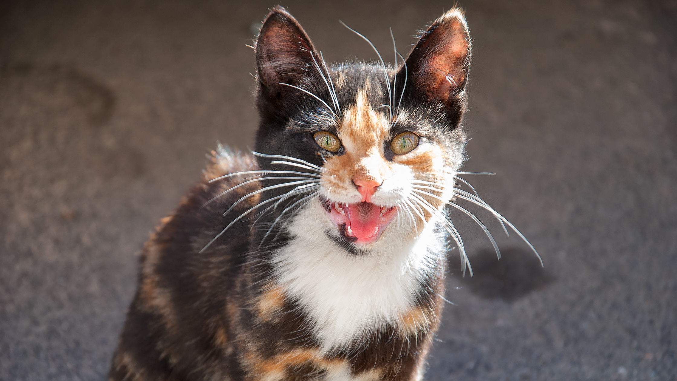 Understanding cat vocalizations