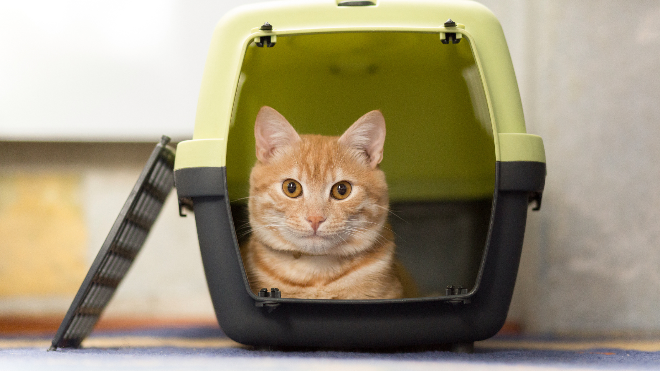 an orange cat inside a cat carrier looking at the camera