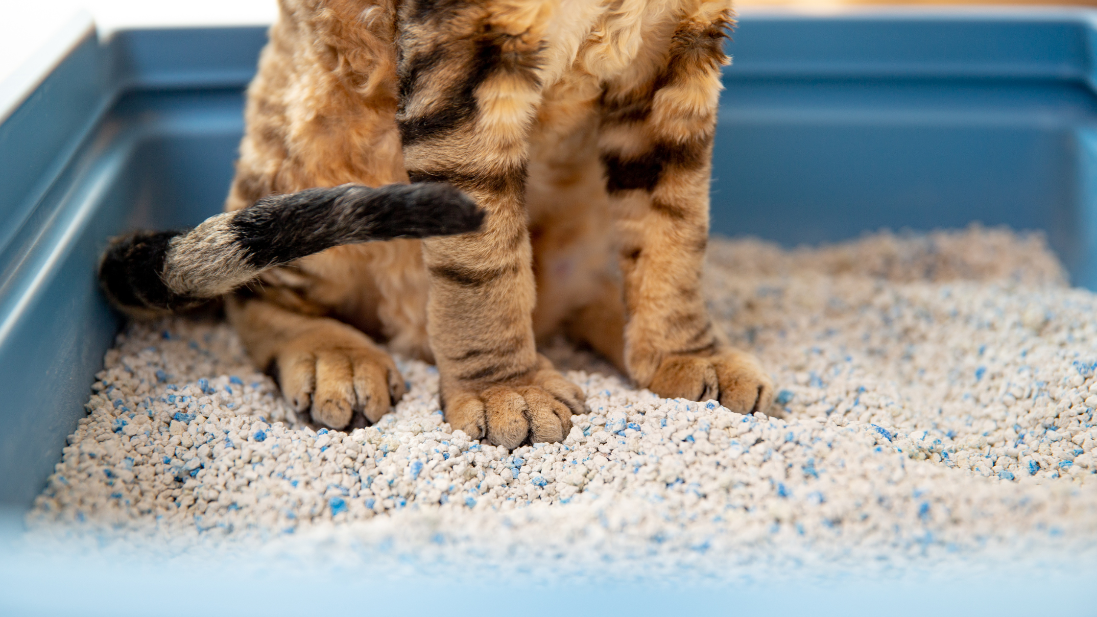 calico cat standing on a litter box with only half of the body in frame