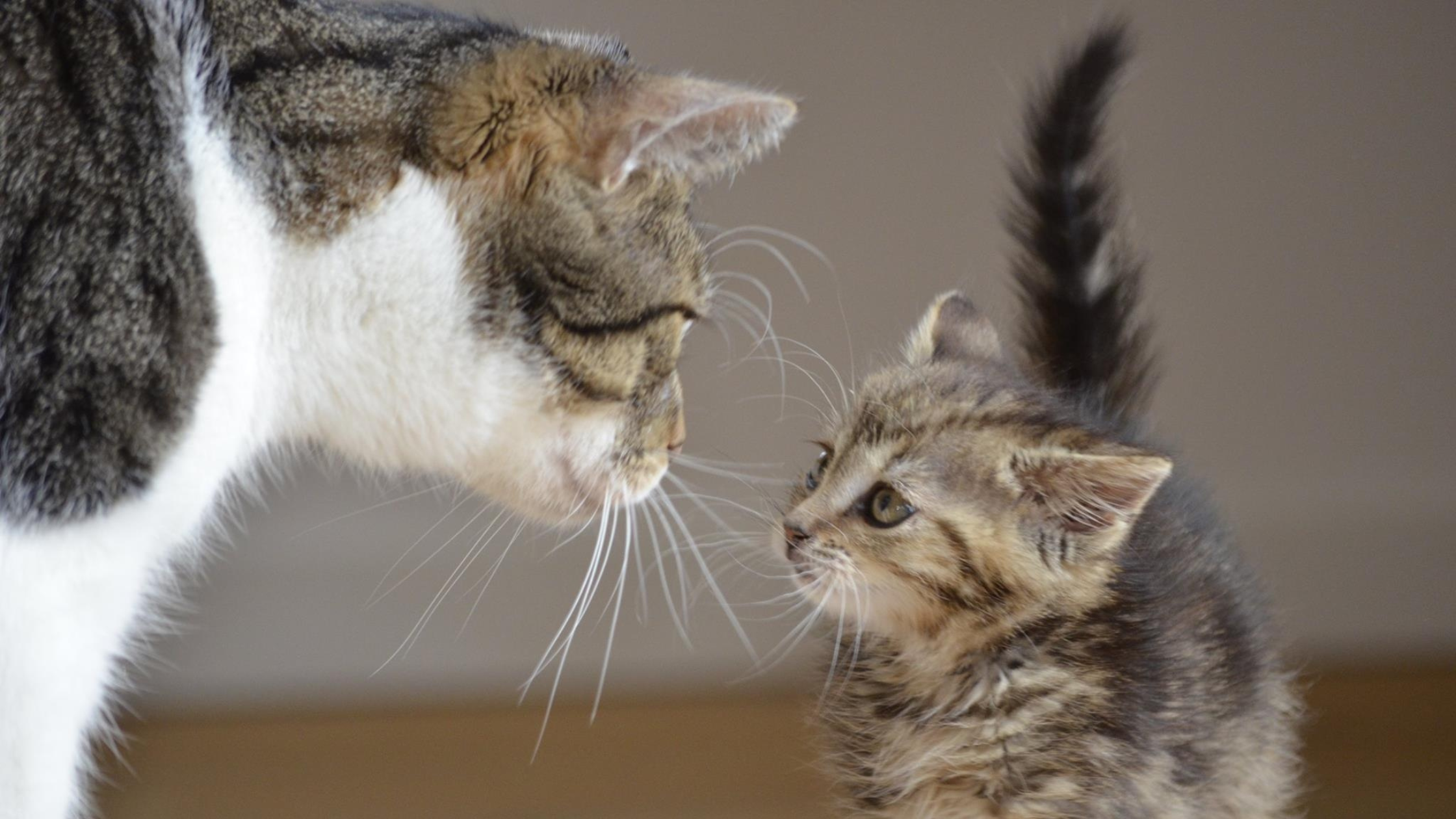 Звуки живых котов. Разговор двух котов. Котики конфликтуют. Беседа котиков. Два кота разговаривают.