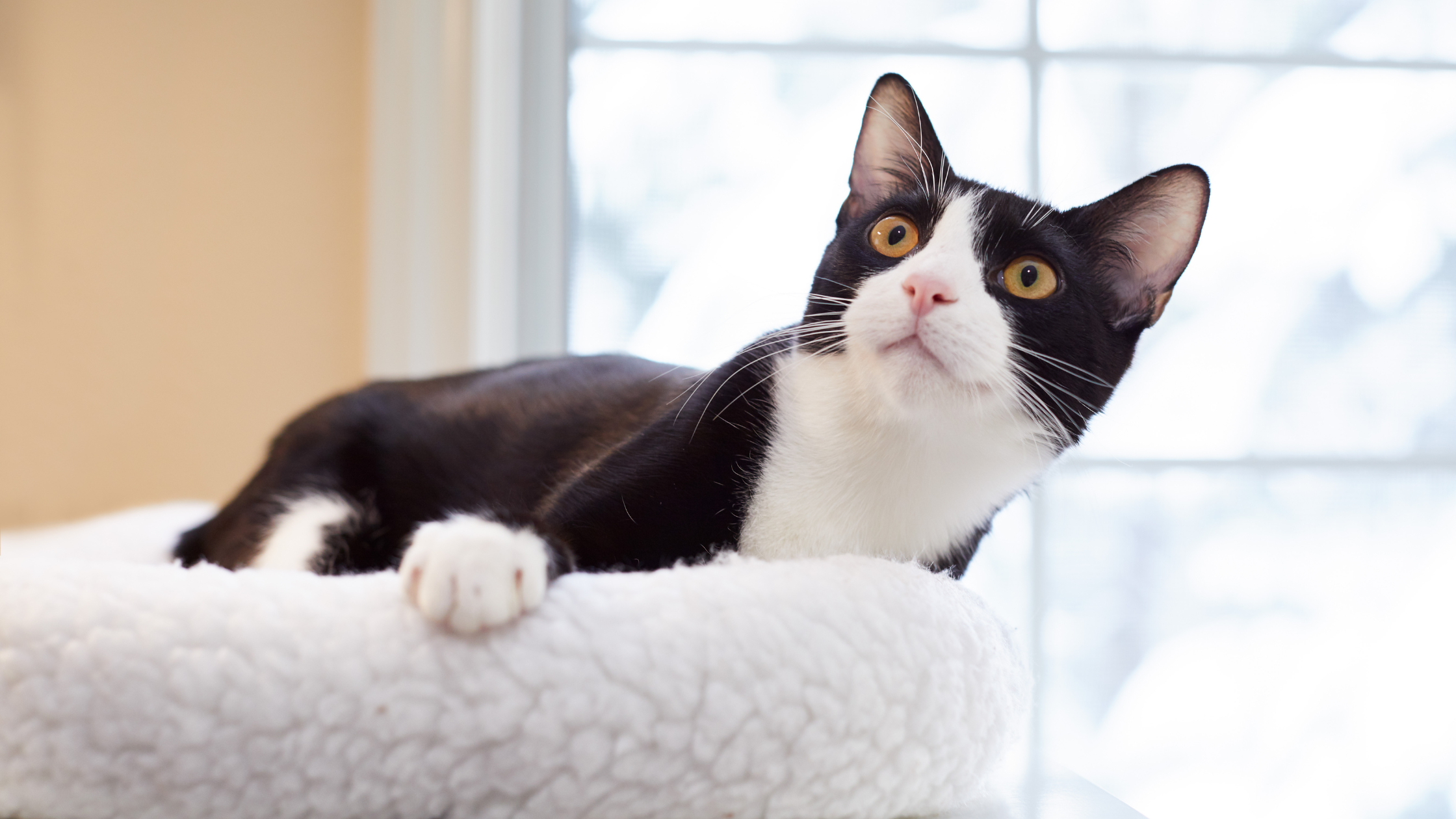 Well-Known Tuxedo Cats