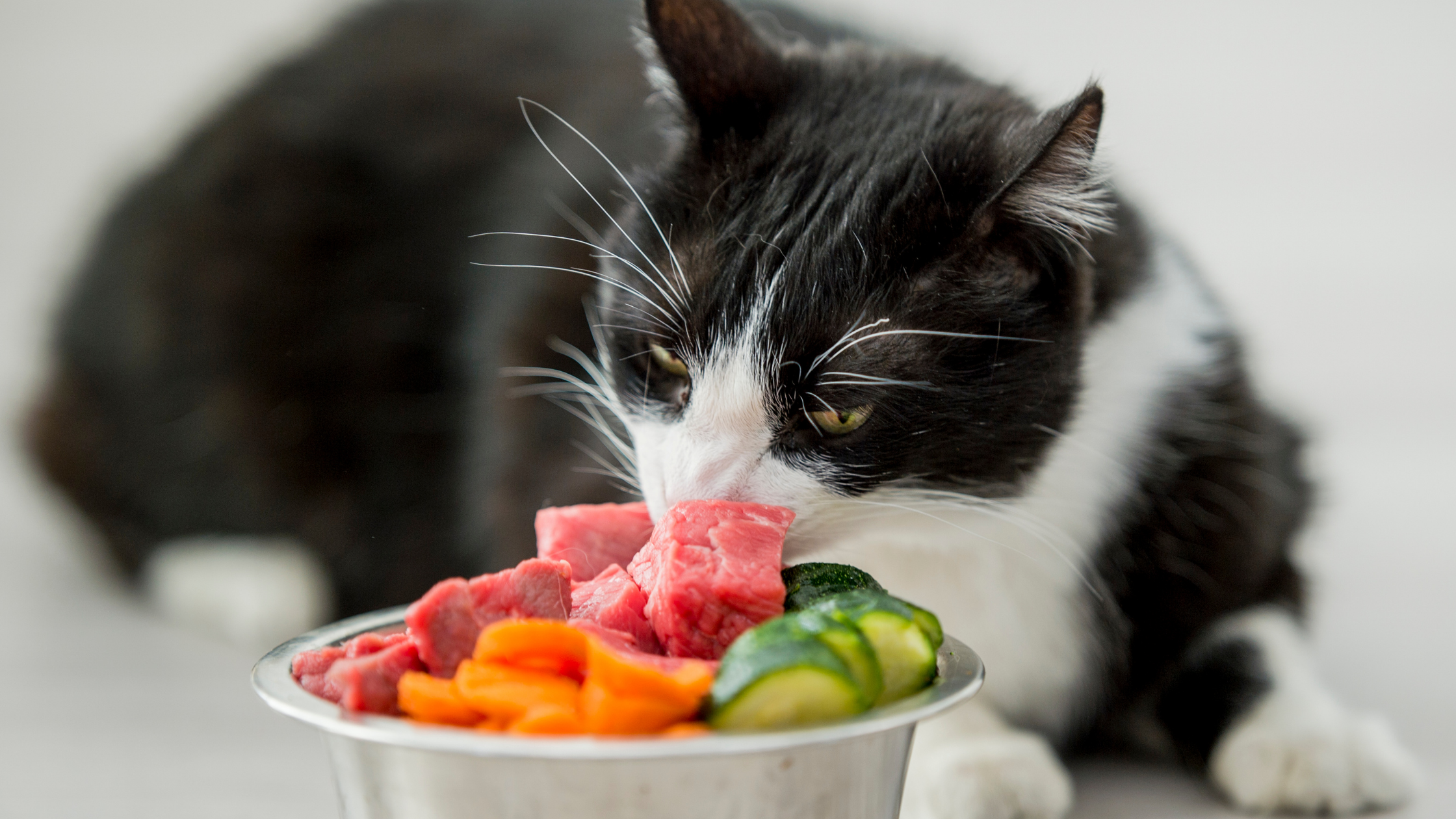 a black and white cat eating raw diet food from stainless food