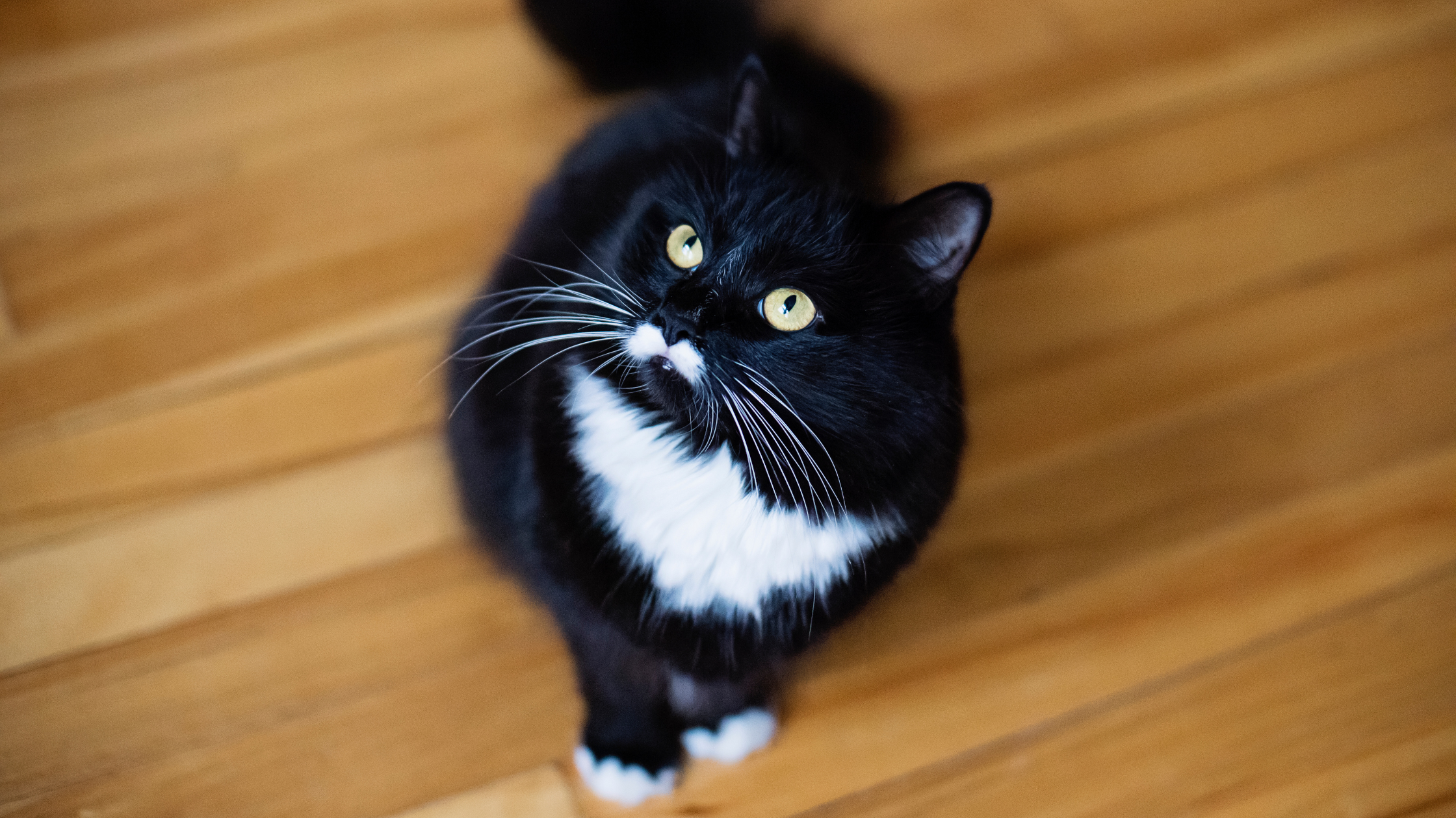 What Breed of Cat Is a Tuxedo