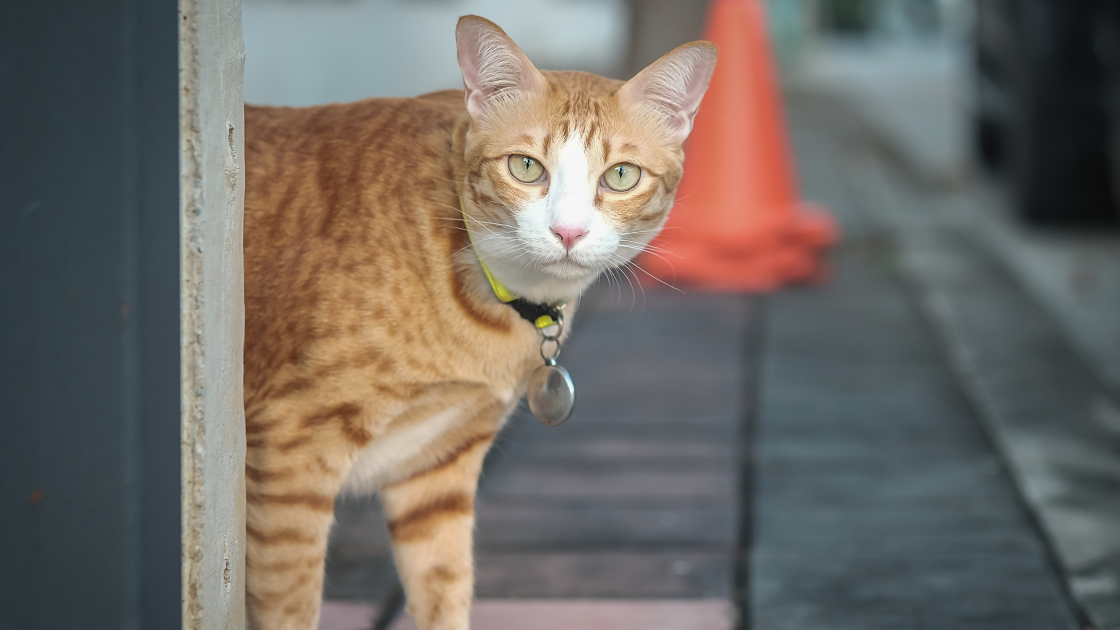 ¿A qué reaccionan los gatos?