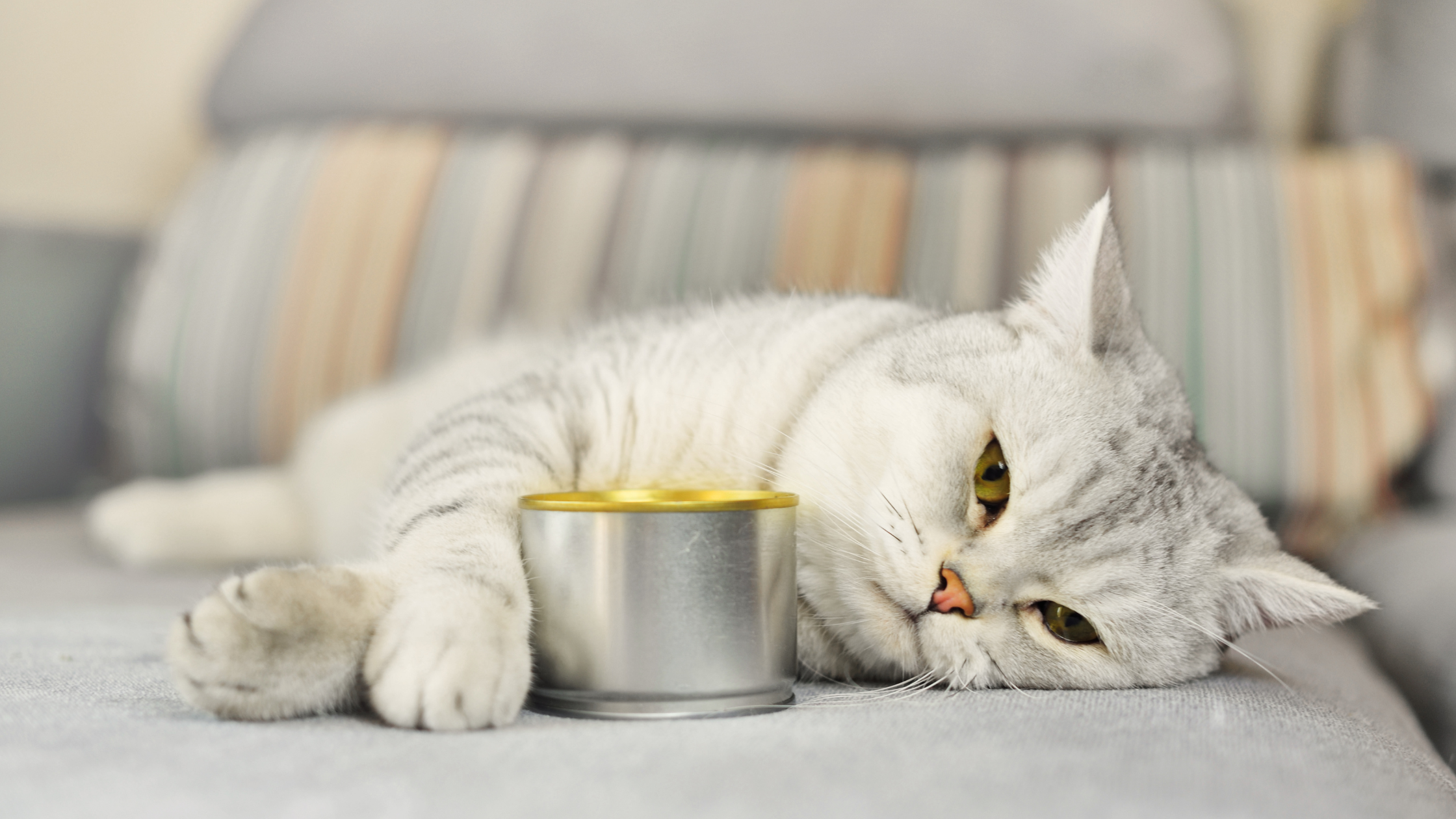 What Foods Can Cats Eat