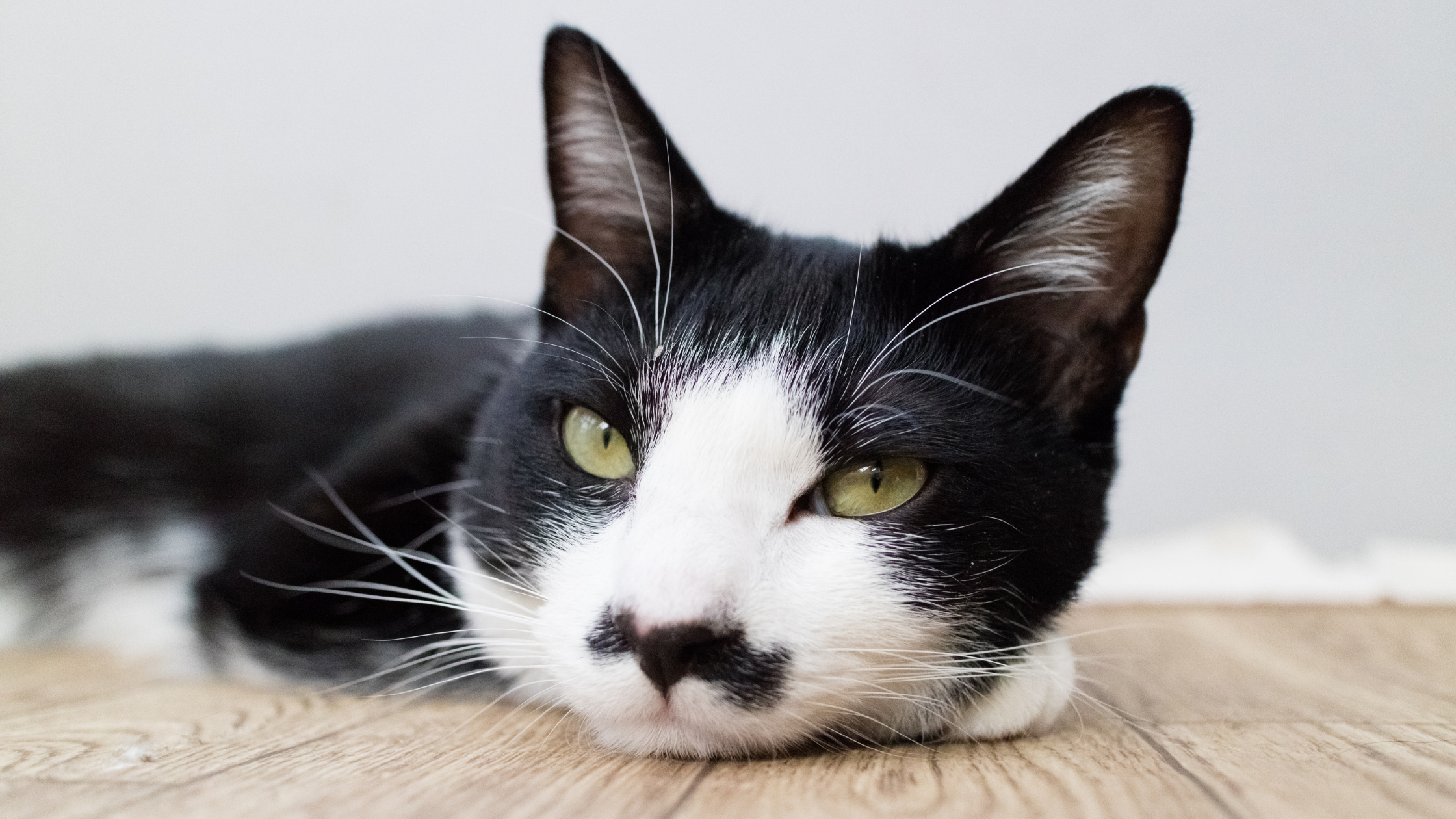 What Is Special About Tuxedo Cats