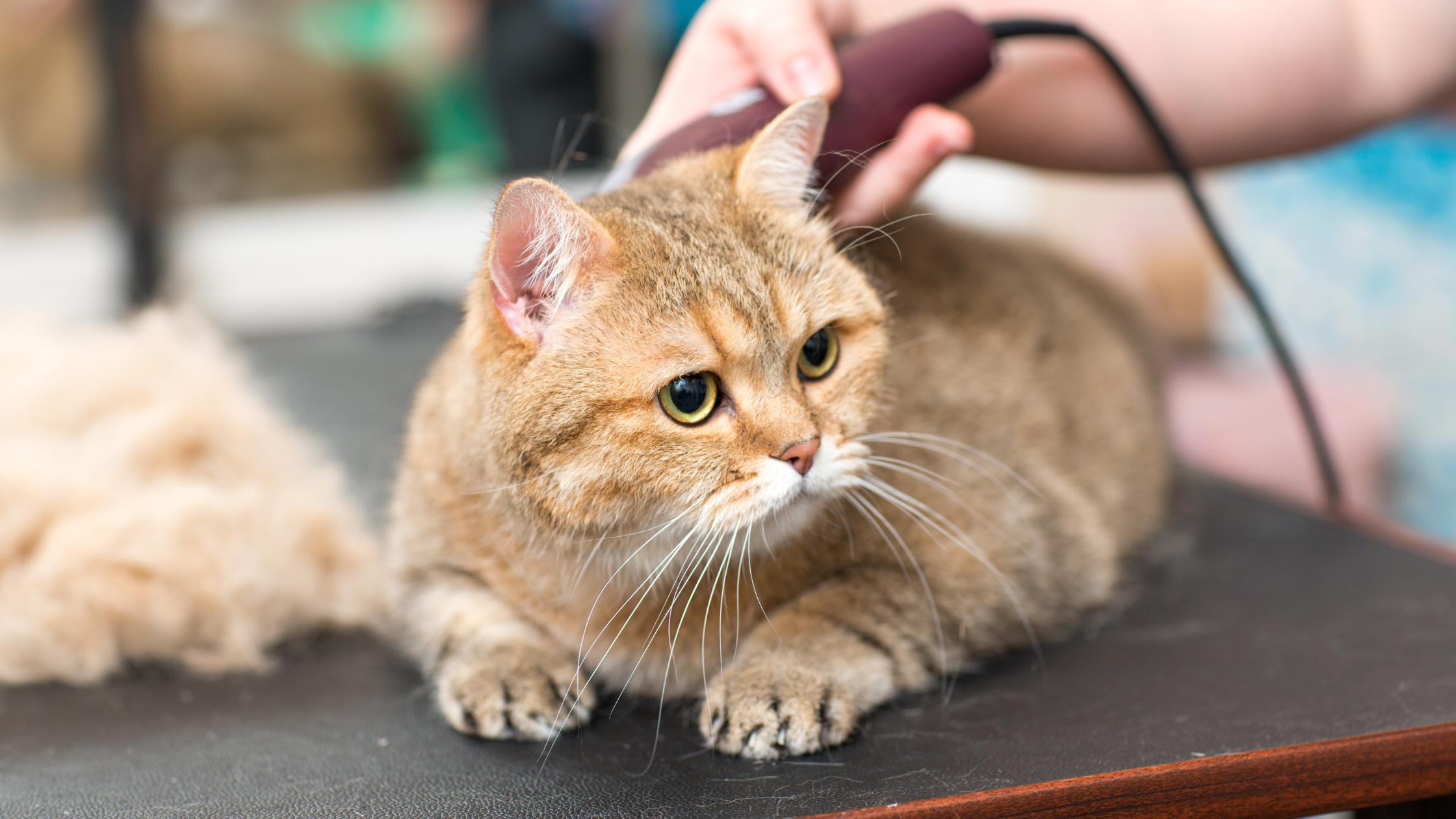 What Is the Most Efficient Way to Groom a Cat