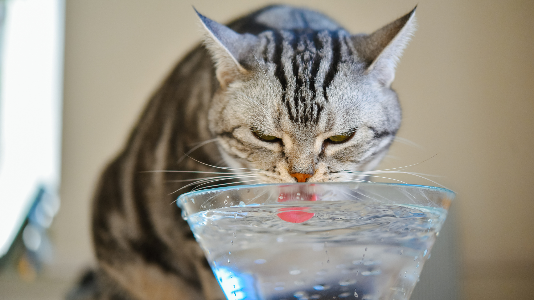 What Should I Do if My Feline Is Dehydrated