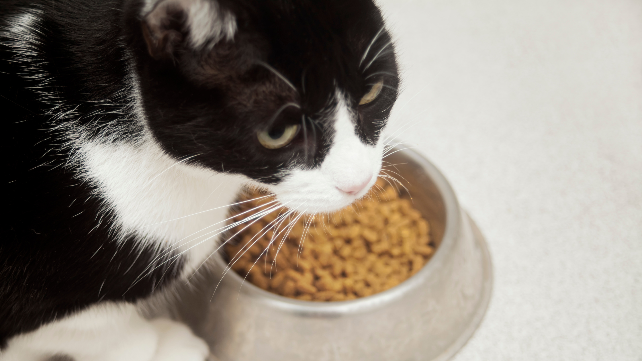 a tuxedo cat eating dry food in a stainless tin