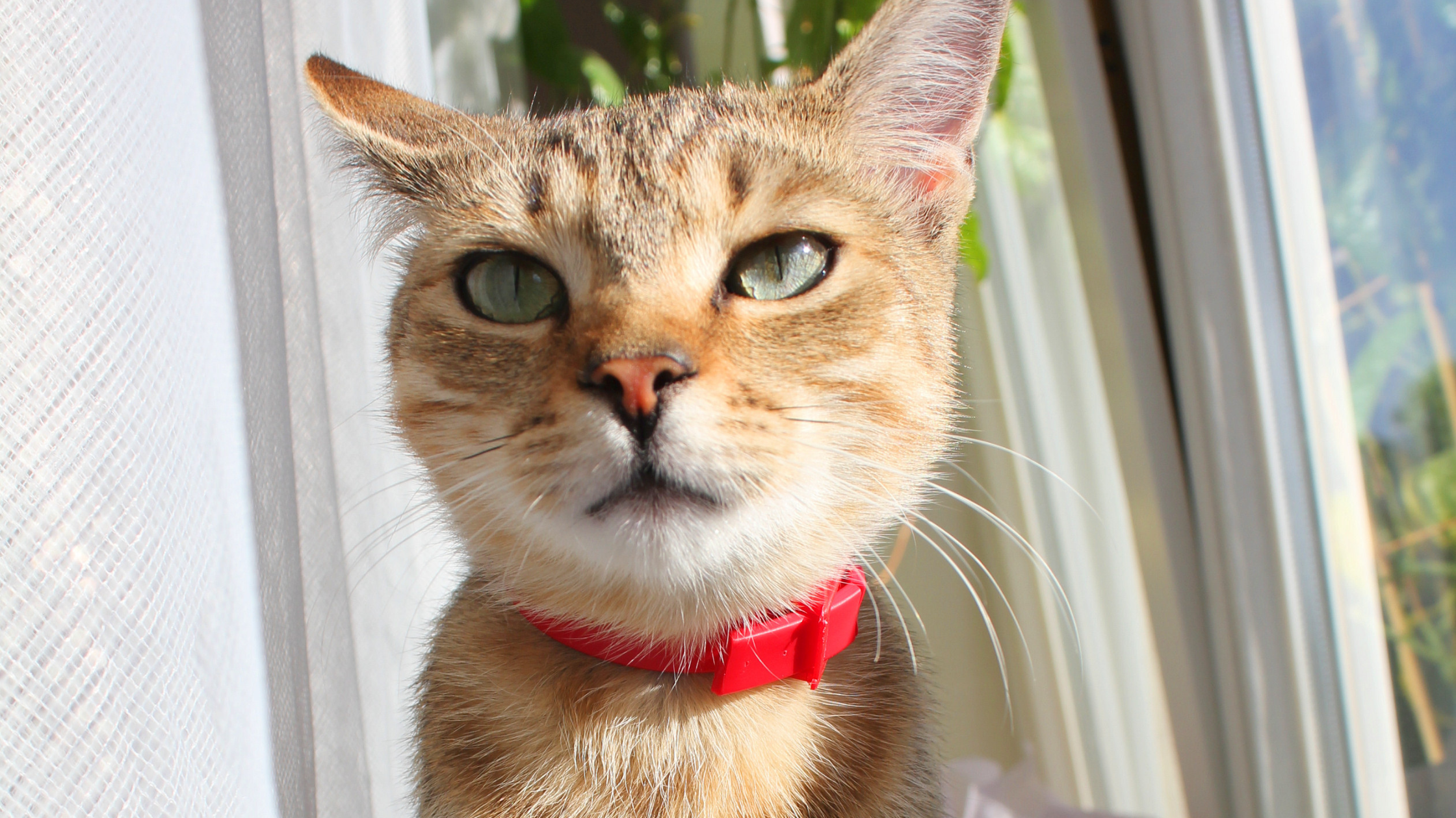 What Type of Collar Is Best for Indoor Cats