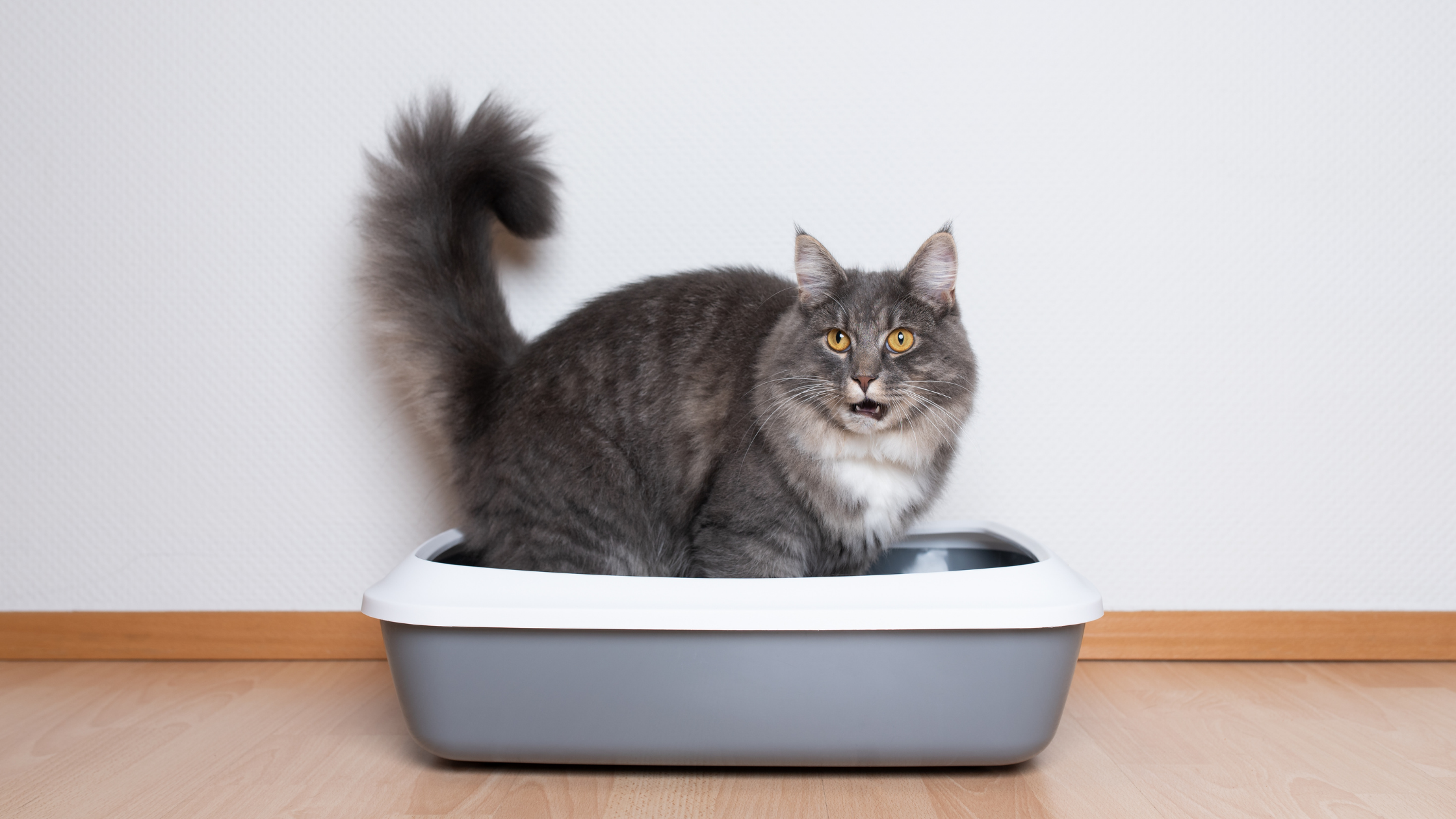 a tabby cat standing inside a grey litter box