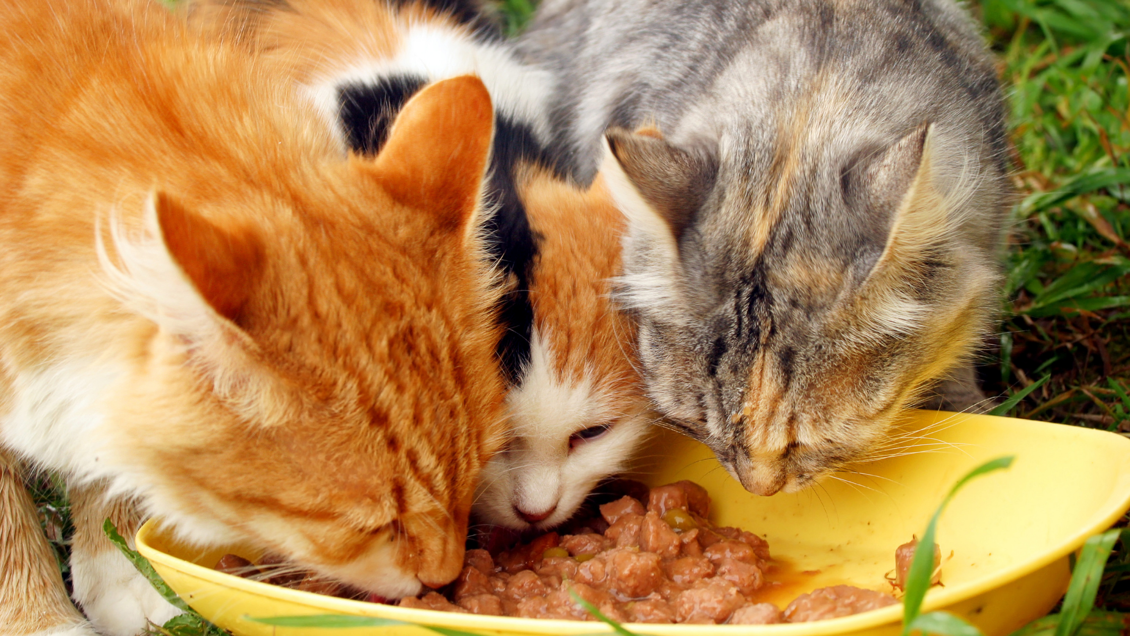 three cats eating wet cat food on a yellow bowl
