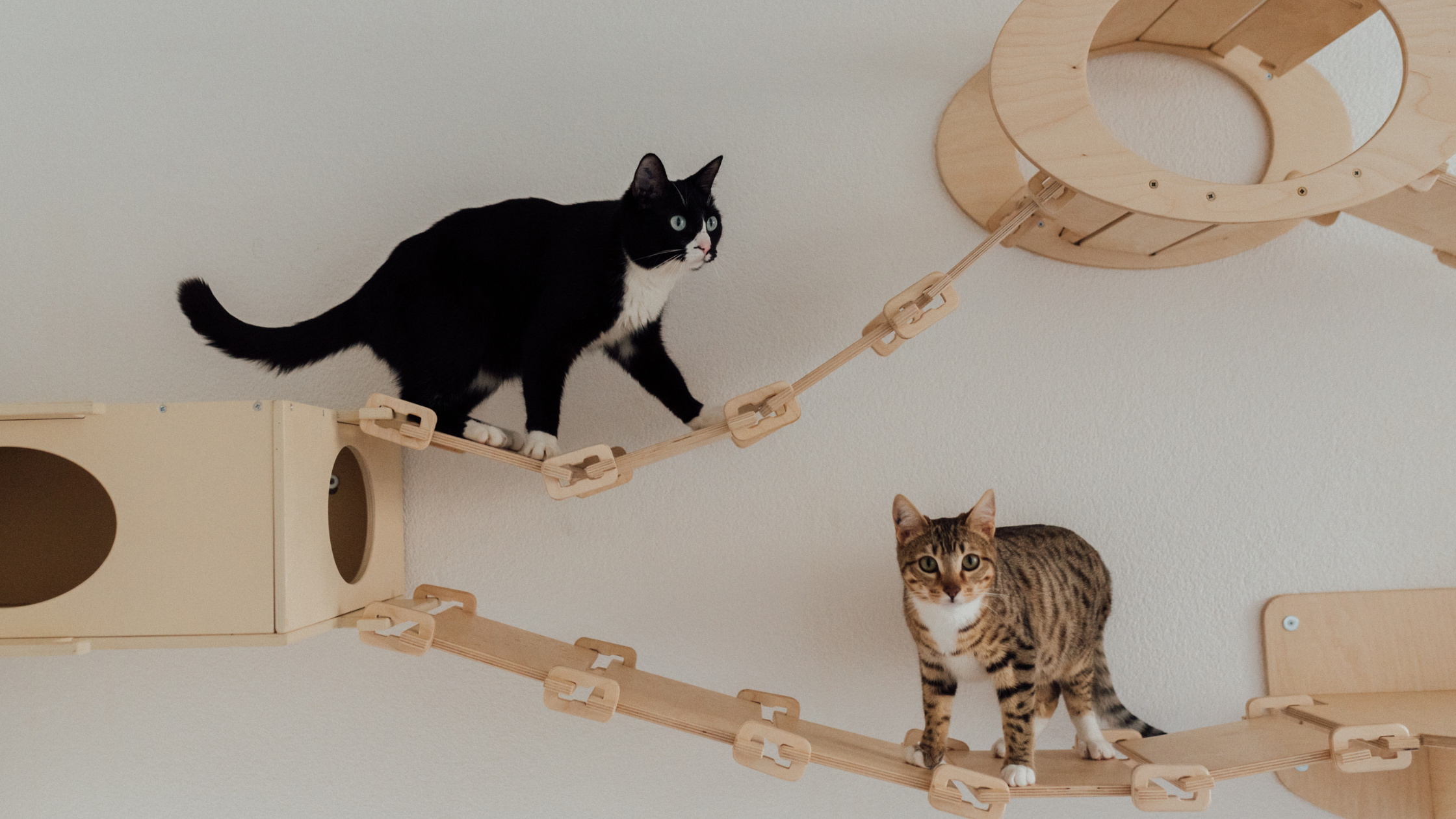 What are good cat toys for indoor cats