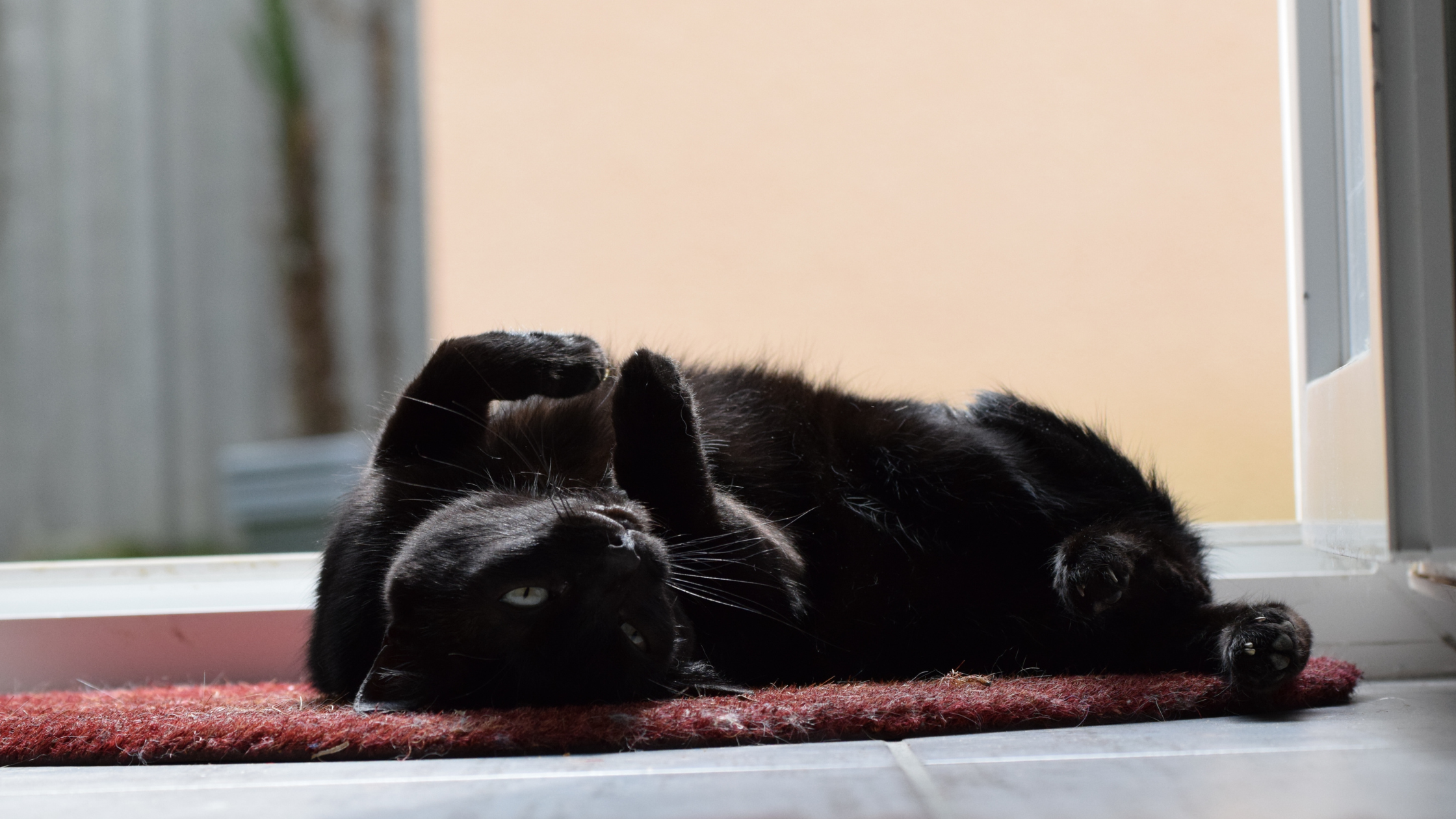 What are shelters doing for black cats