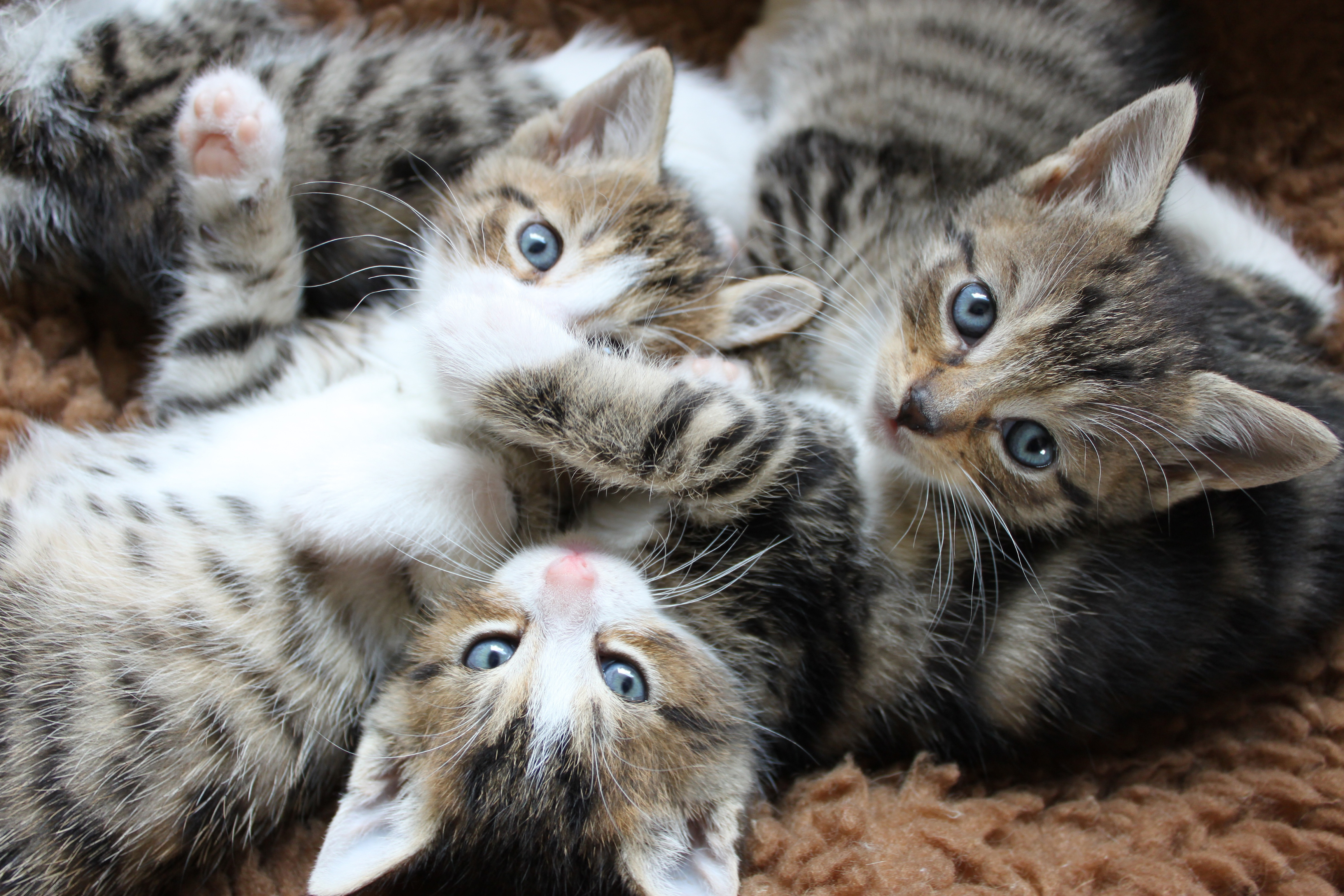 three kittens are laying on top of each other