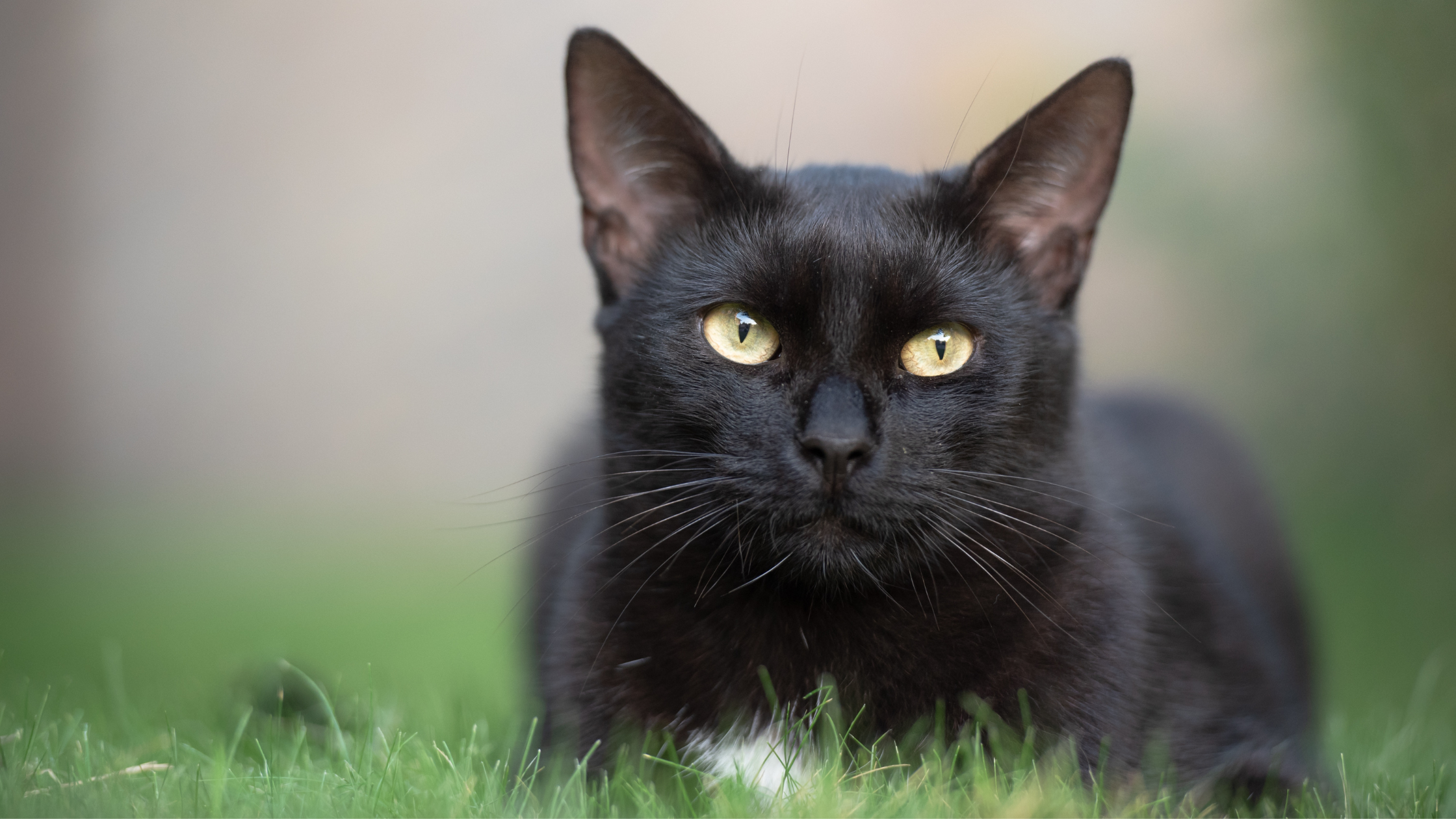 What can you do to protect your black cat