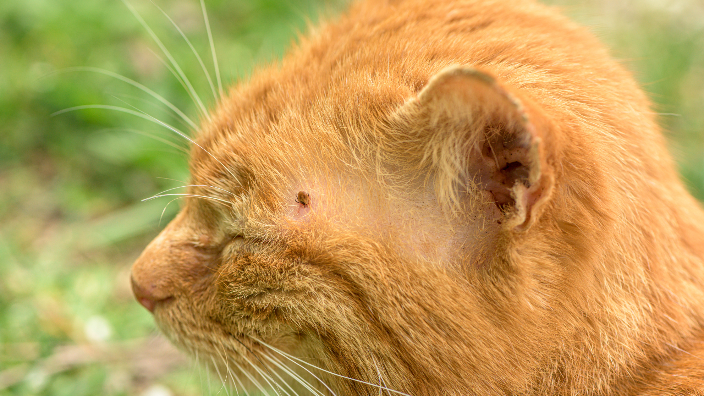 a close up of an orange cat with a tick near his eyes