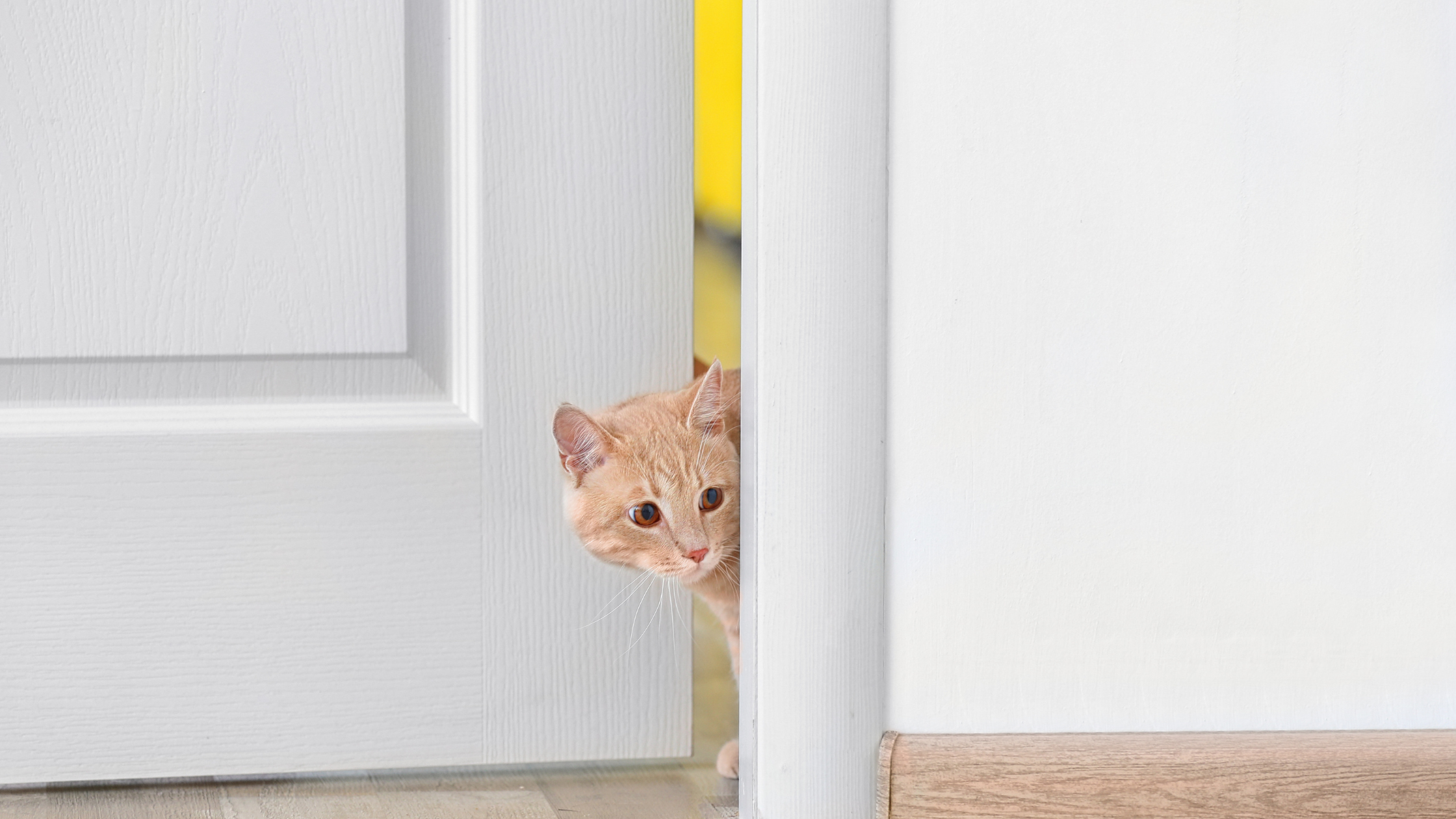 cat peeping through an ajar door