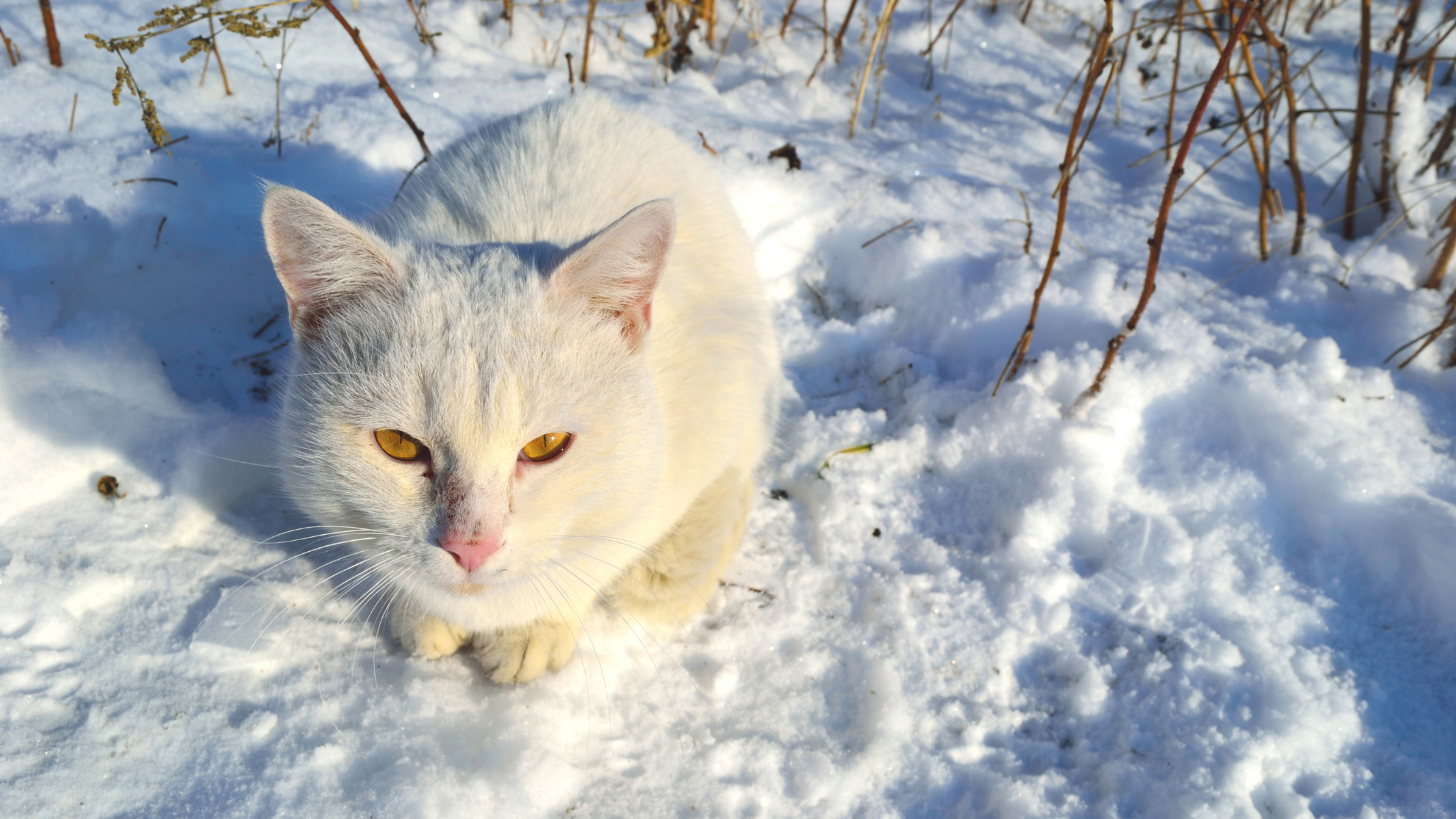 white cat in a field of snow