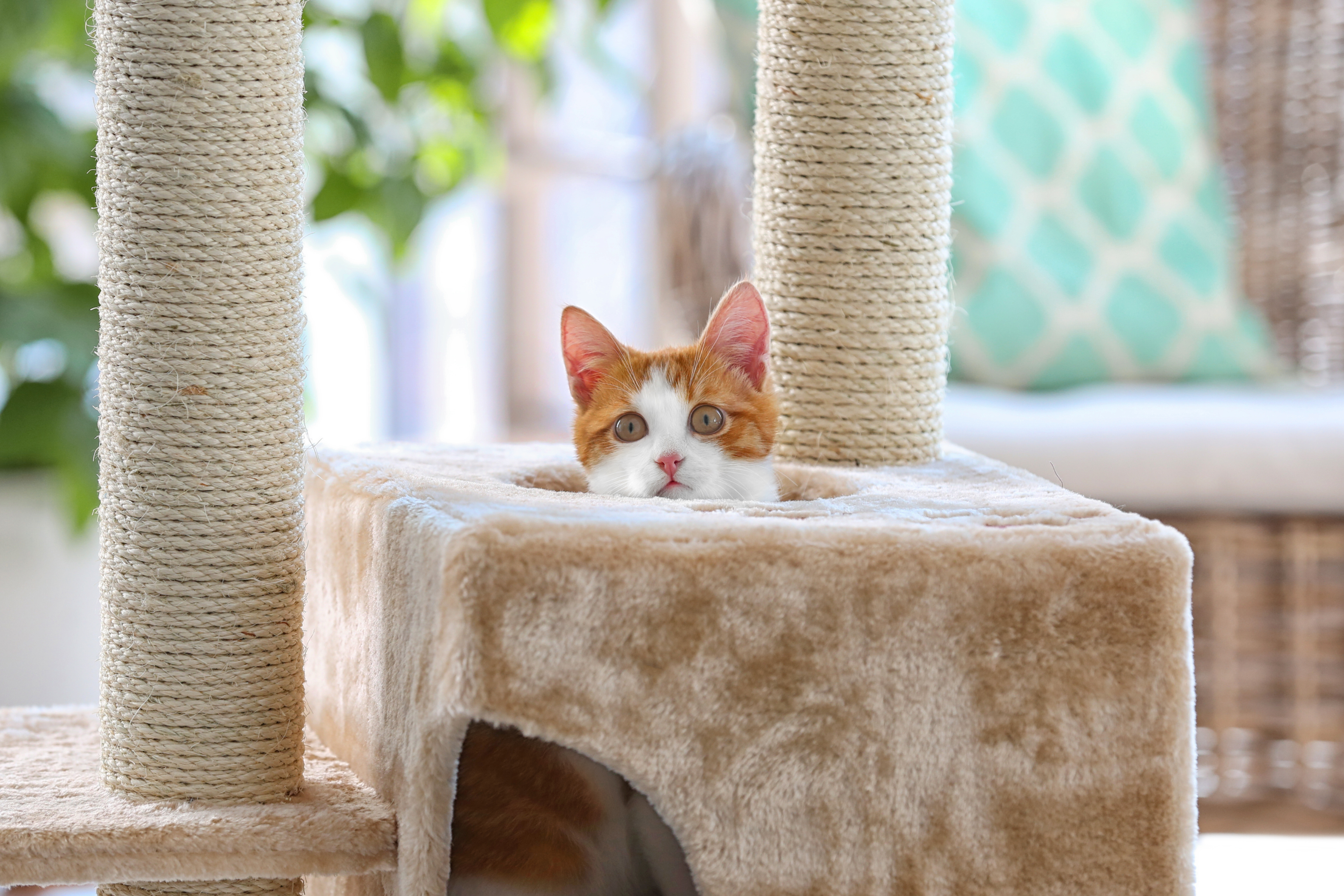 a cat peeking out inside a cat condo