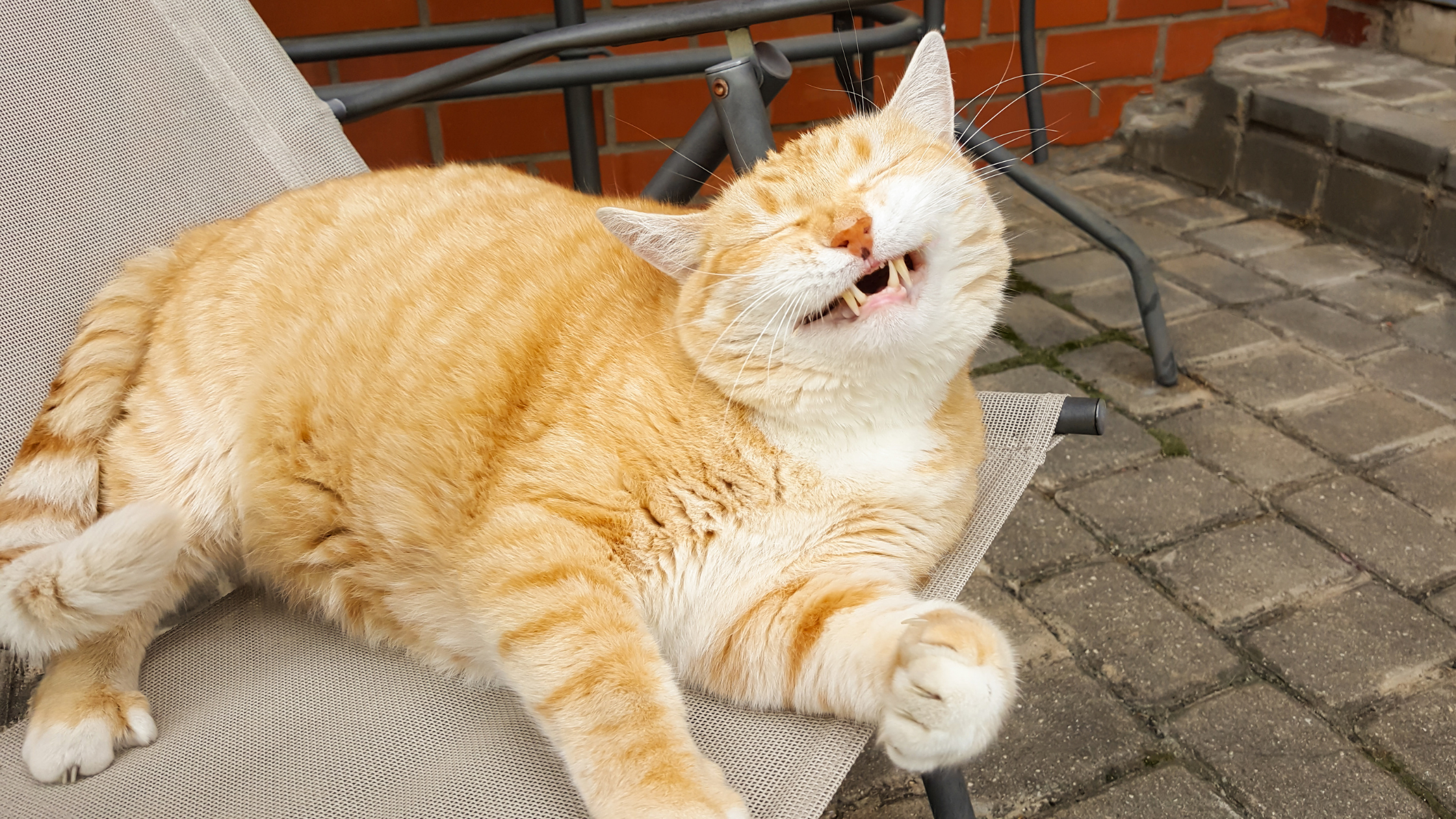 Tendrás una idea de la personalidad del gato.