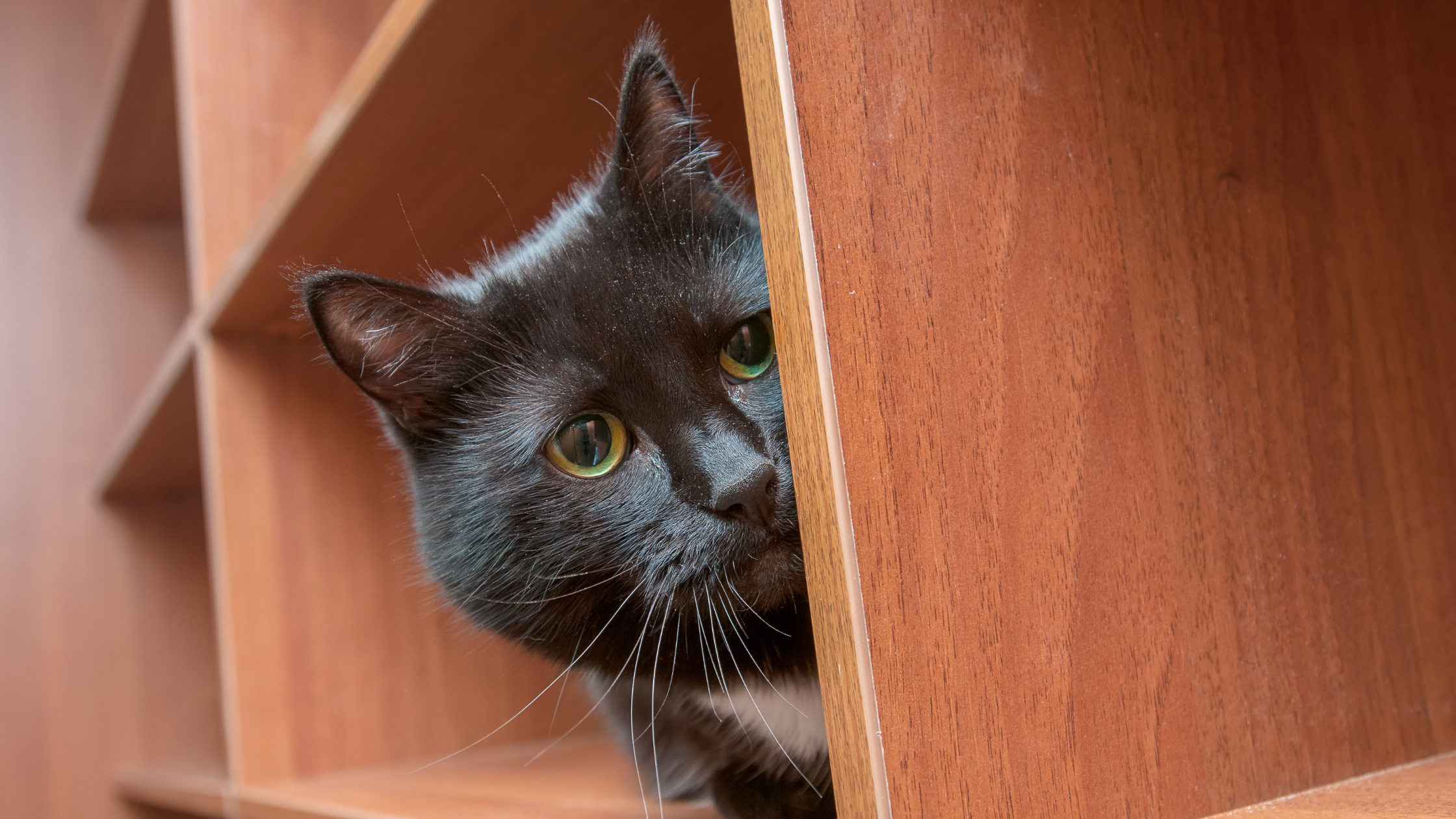 Your Cat May Be Having Anxieties
