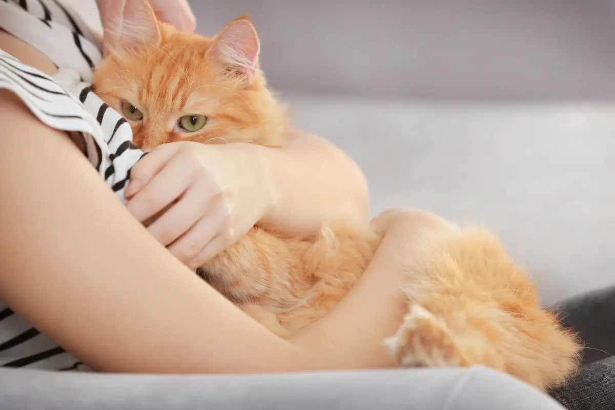 a person sitting on a couch holding an orange cat