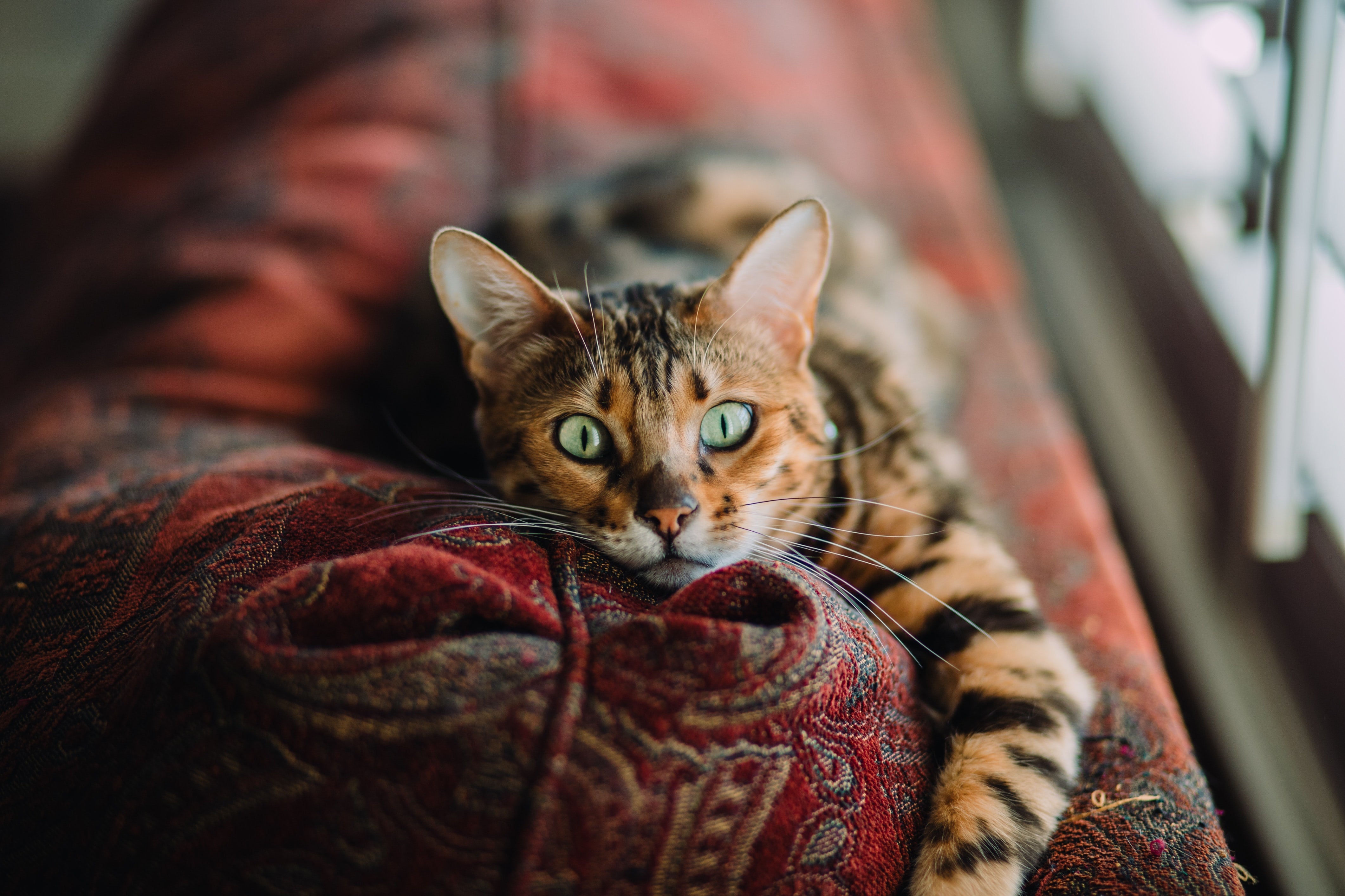 a tabby cat lying on red carpet