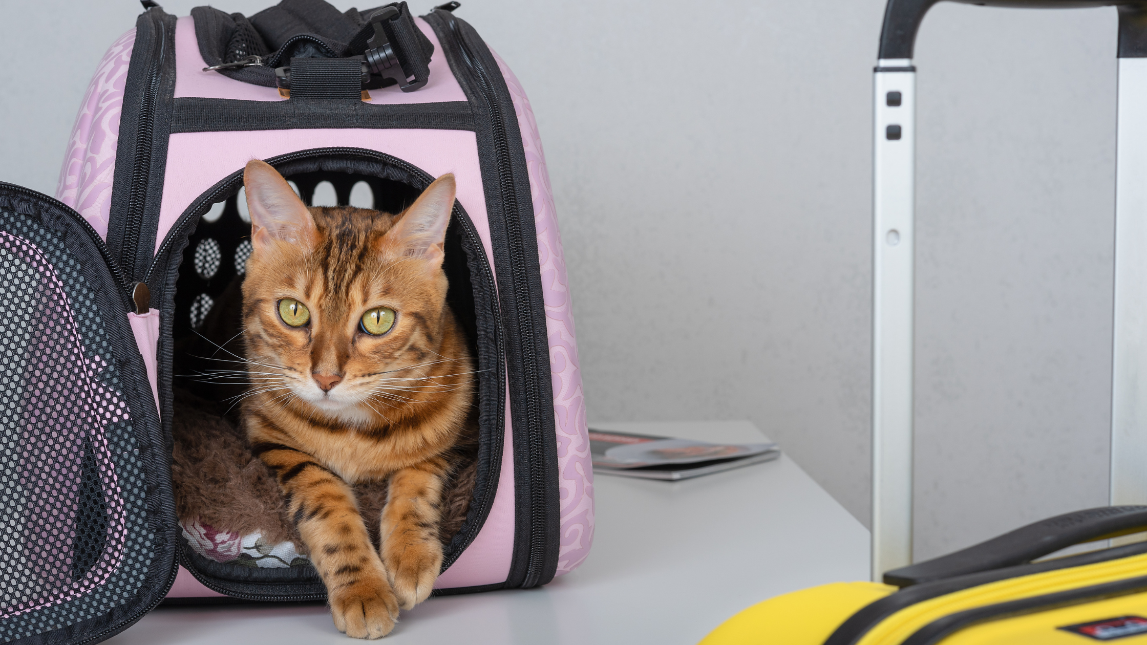 a cat inside a cat carrier