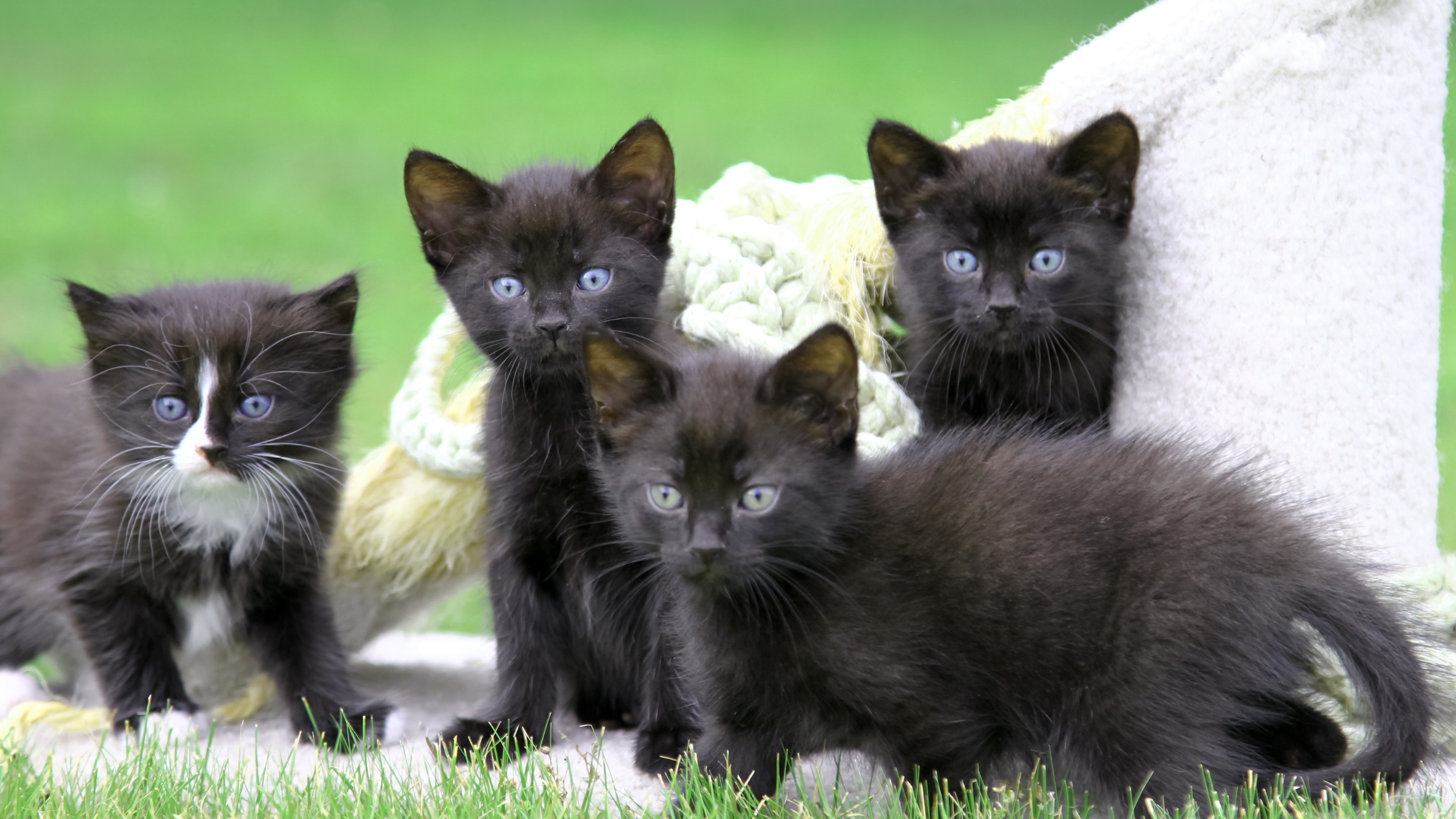 four weeks old kitten