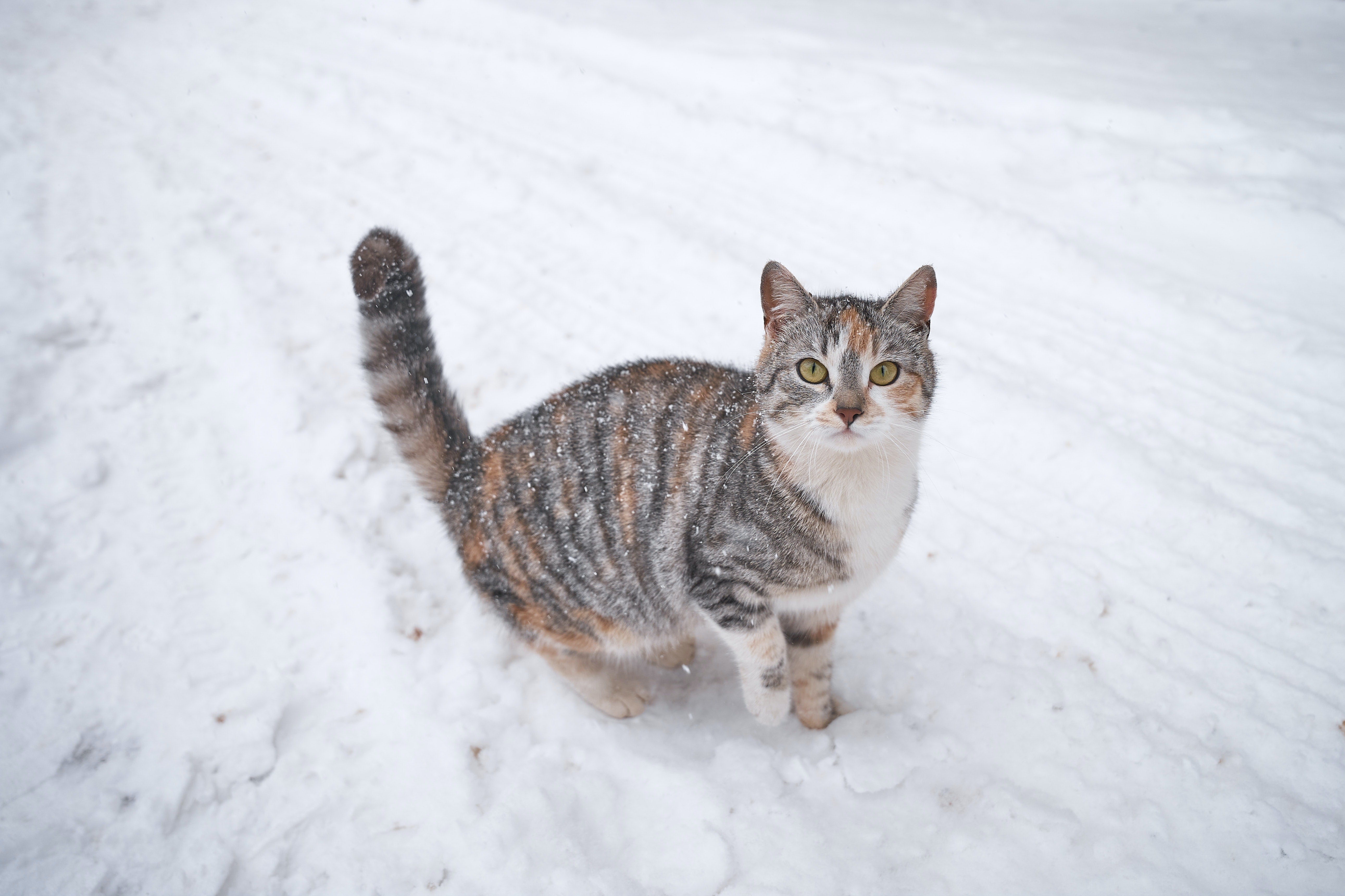 caring for cats in winter