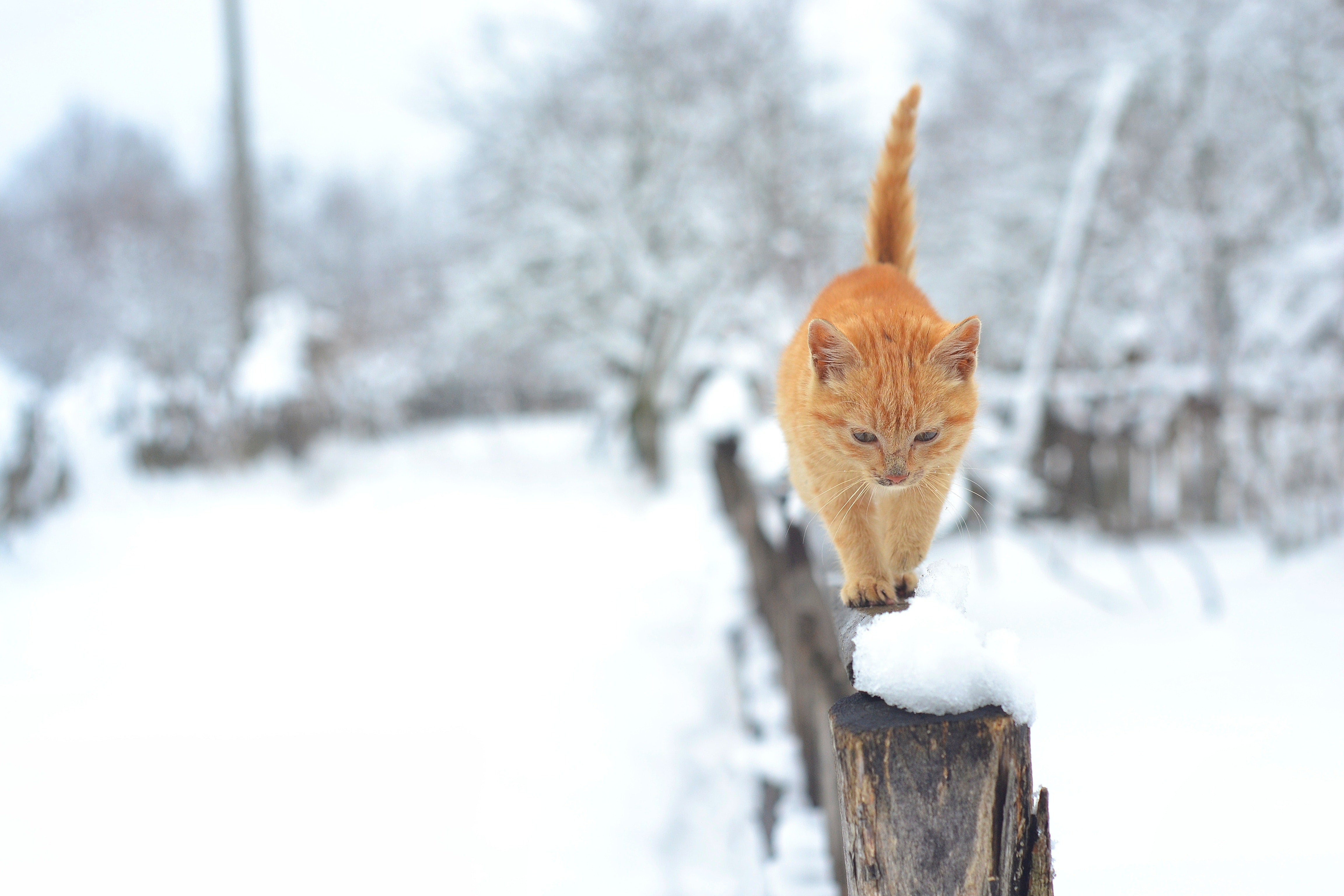 How Much Food Should I give a cat In the Winter