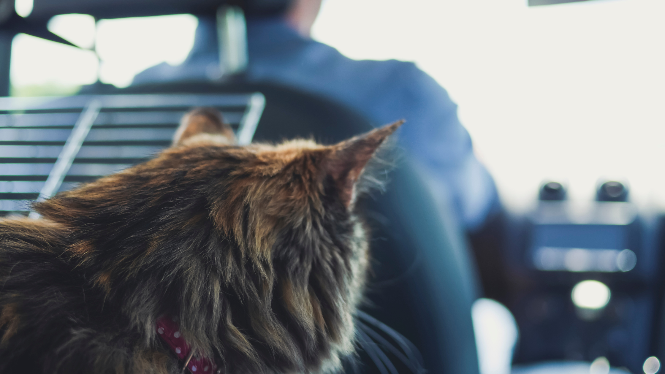 a picture from the backside of a cat that shows someone driving a car