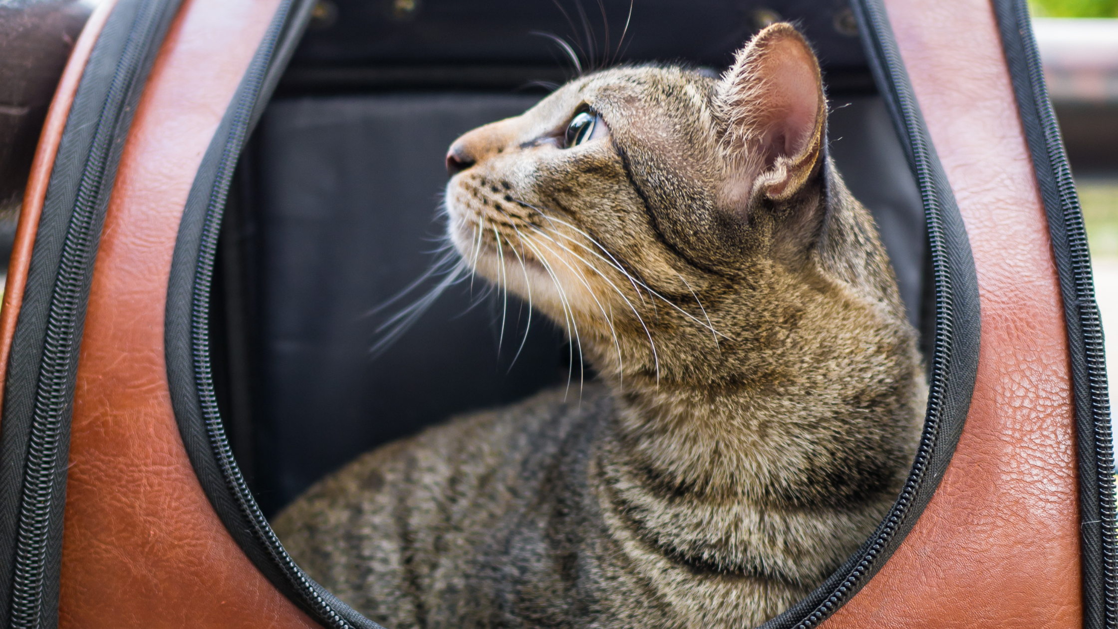 close up of  a cat inside a cat carrier