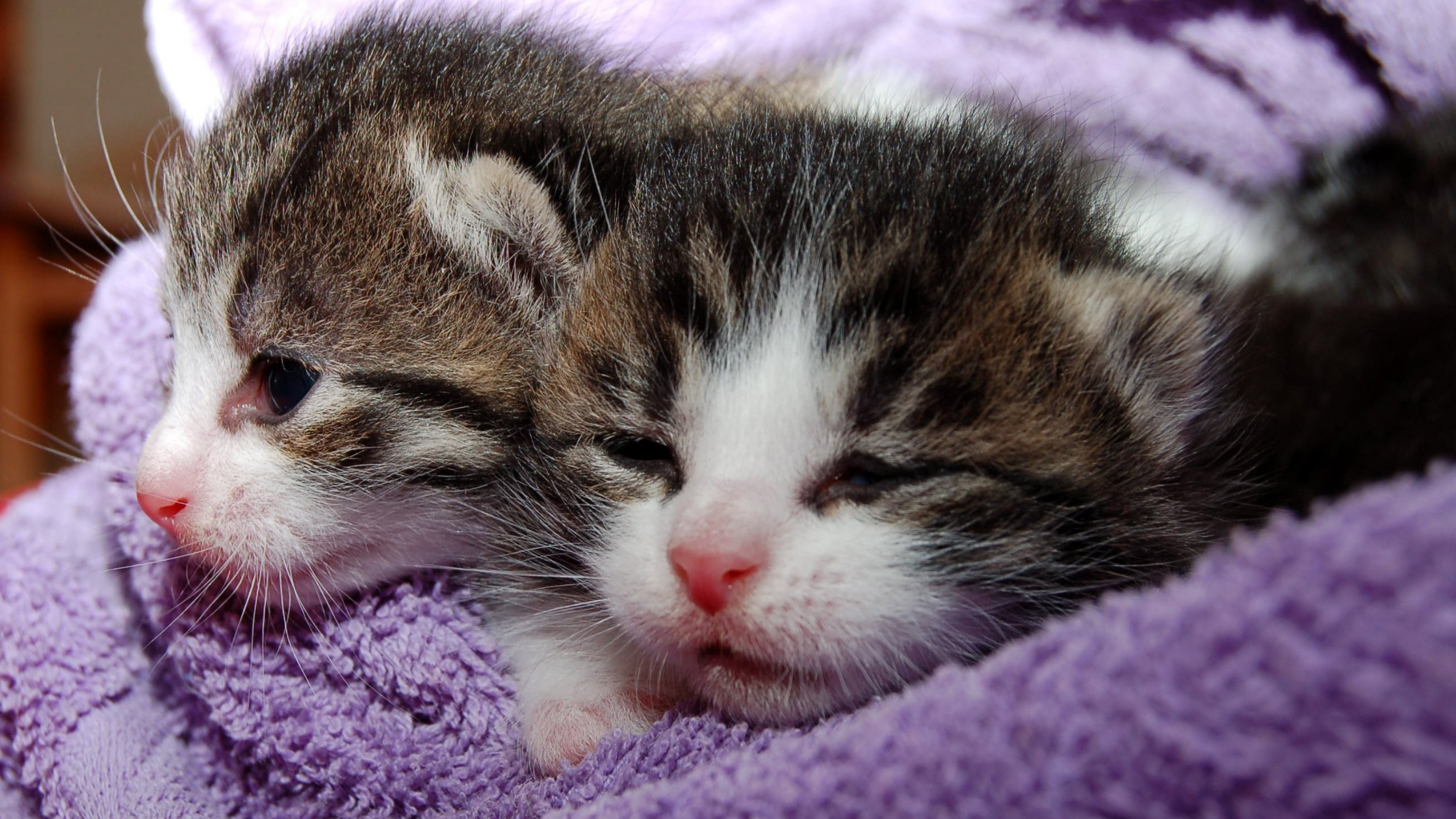 two weeks old kitten