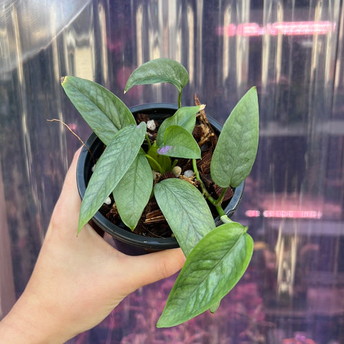 Epipremnum Pinnatum Aurea Variegata 'KUJANG'S FLAME' Live Houseplants