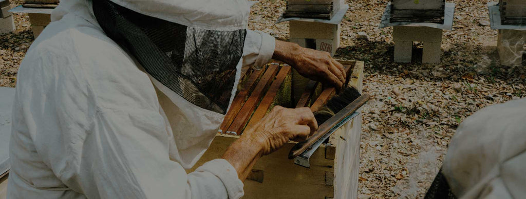 Nikte Honey Harvest