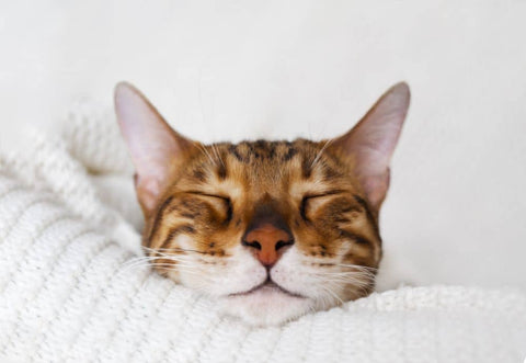 Orange cat's face with eyes closed on large white fluffy bed