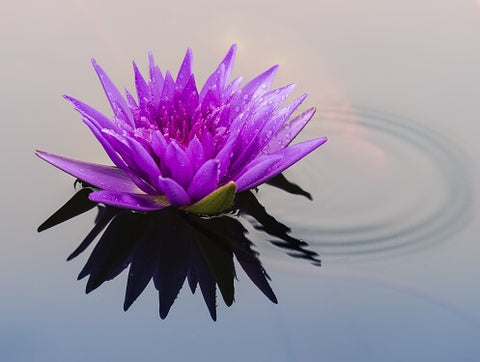 purple lotus floating on water