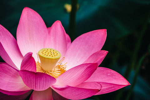 pink lotus with yellow center