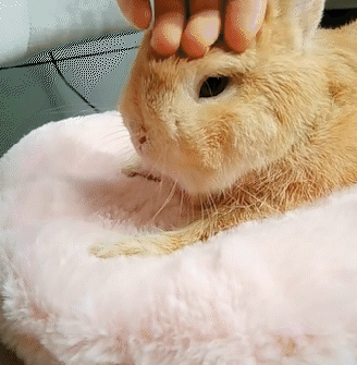 Rabbit bed - Bunny bed