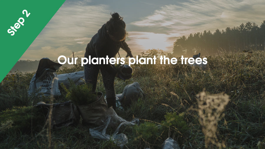 Our planters plant the trees
