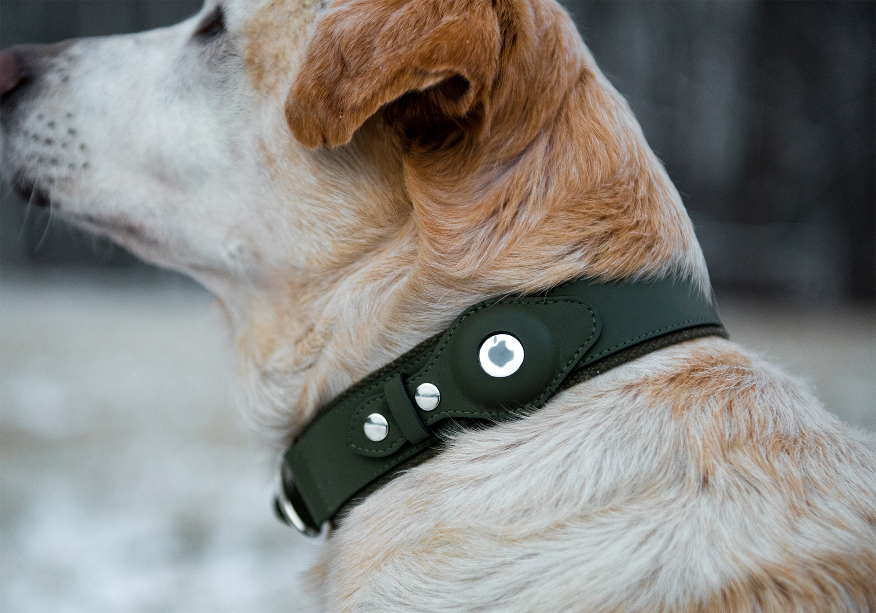 Designer Dog Collar for DOG-Leather Custom Collar [C88##1097 Dog
