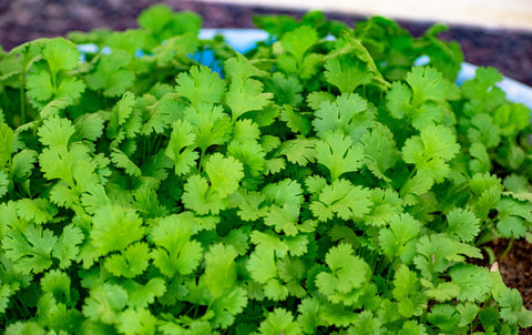 Puñado de cilantro fresco