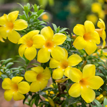 Allamanda Yellow Single Petal Creeper/Climber Flowering Live Plant Nav Image 1