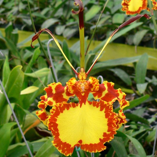 Psychopsis Mendenhall ‘Hildos’ FCC (Blooming Size) Image 1