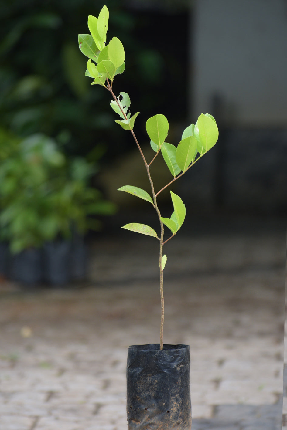 Ceylon Olive Live Plant (Elaeocarpus Serratus)